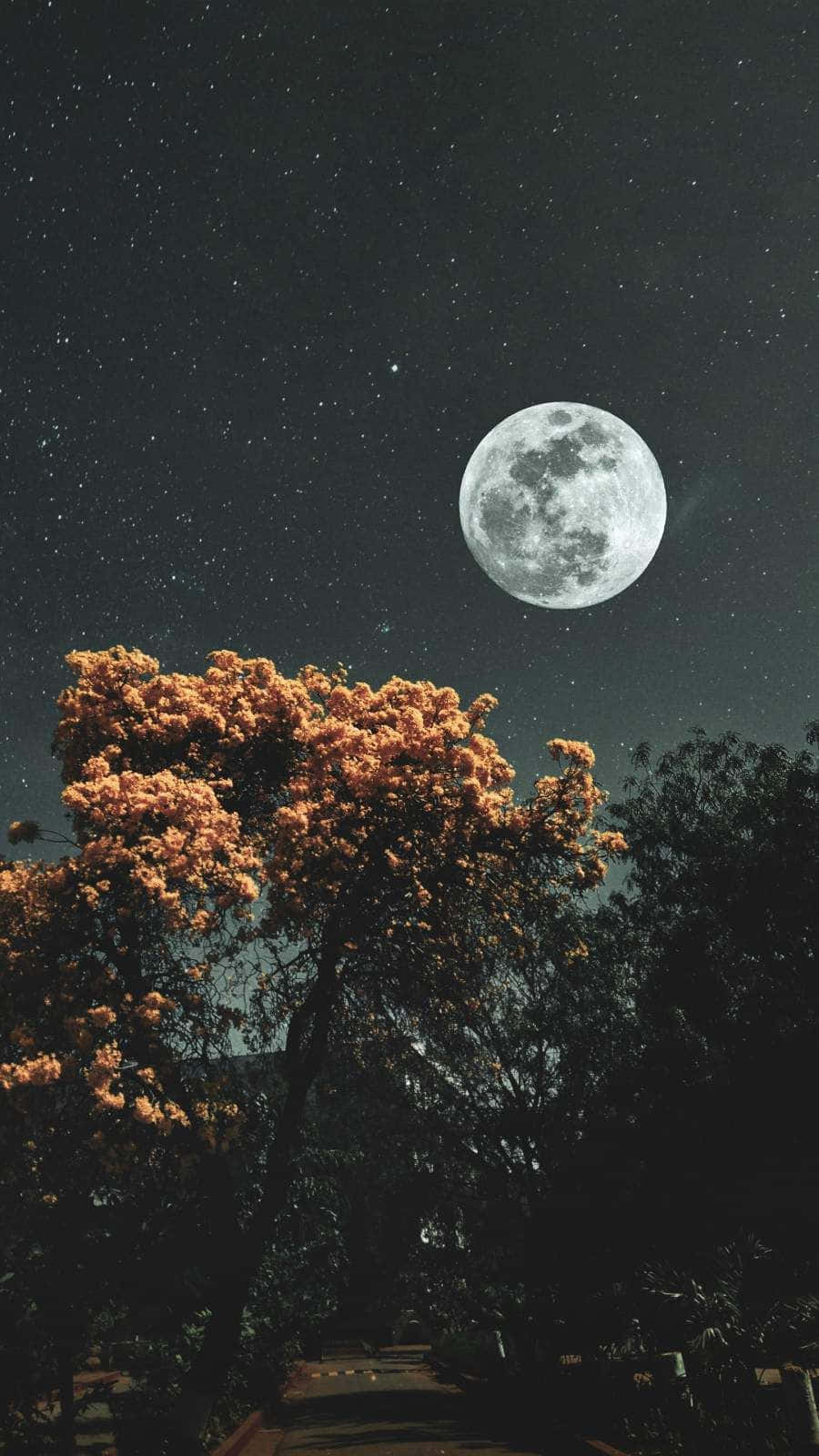 滿月在星空下照耀著一棵開滿橙色花朵的樹。