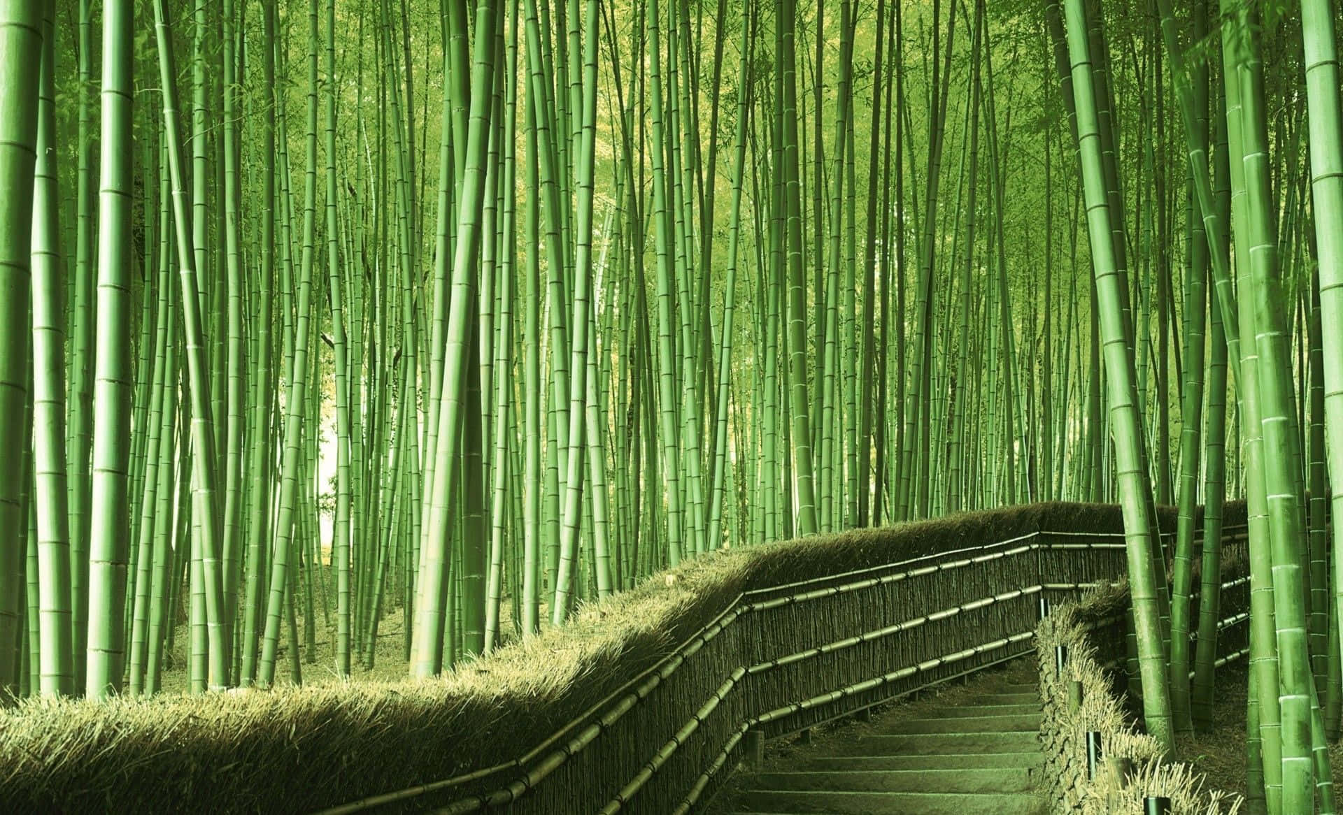 挺拔堅韌的竹幹矗立於自然美景中 壁紙 — 一條蜿蜒的竹徑在柔和的日光下穿過茂密的高聳綠色竹莖森林。