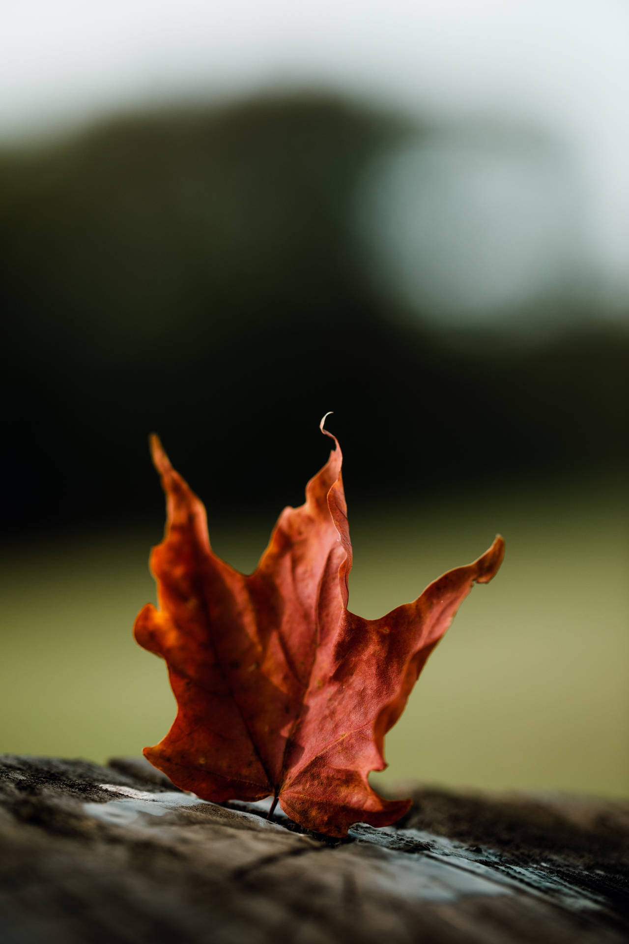 秋天木頭上的紅楓葉