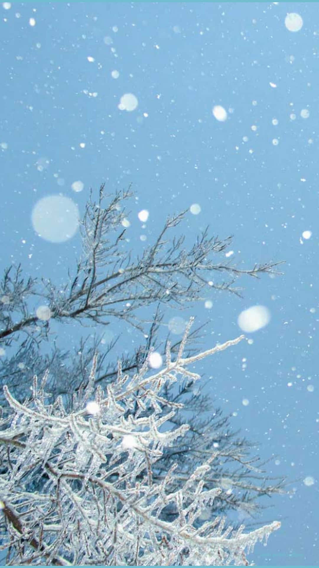藍天下帶有落雪的結霜樹枝。