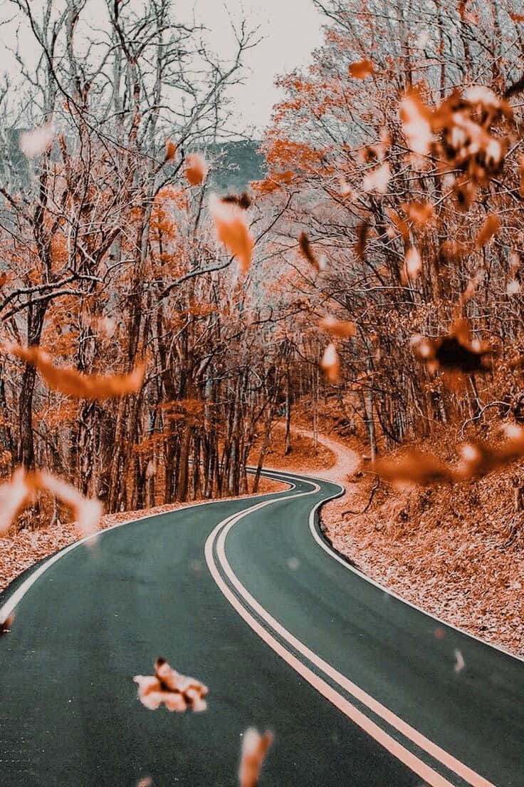 蜿蜒的道路穿過秋日森林，落葉飄動。