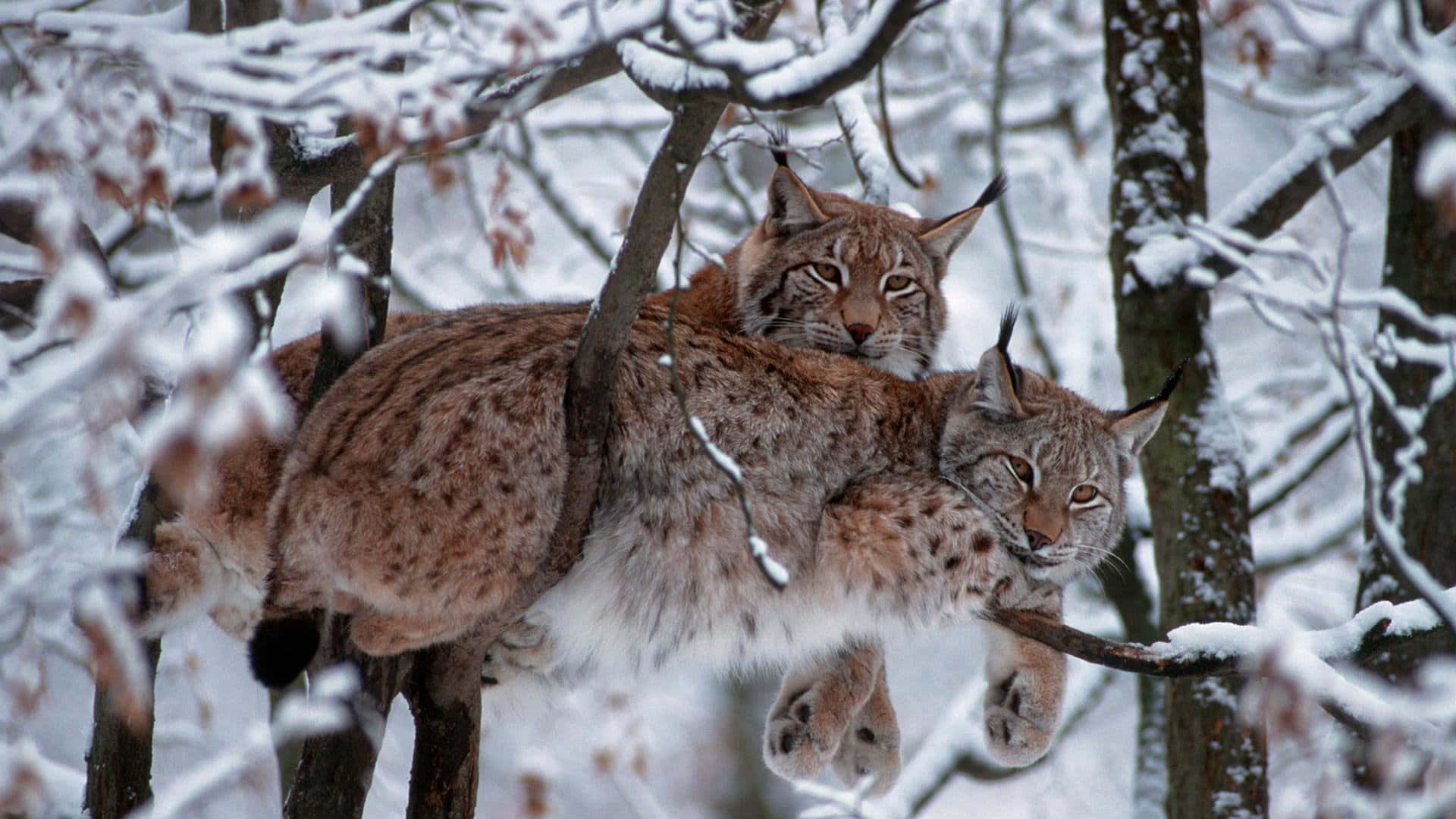 兩隻猞猁棲息在冬日森林中積雪的樹枝上。