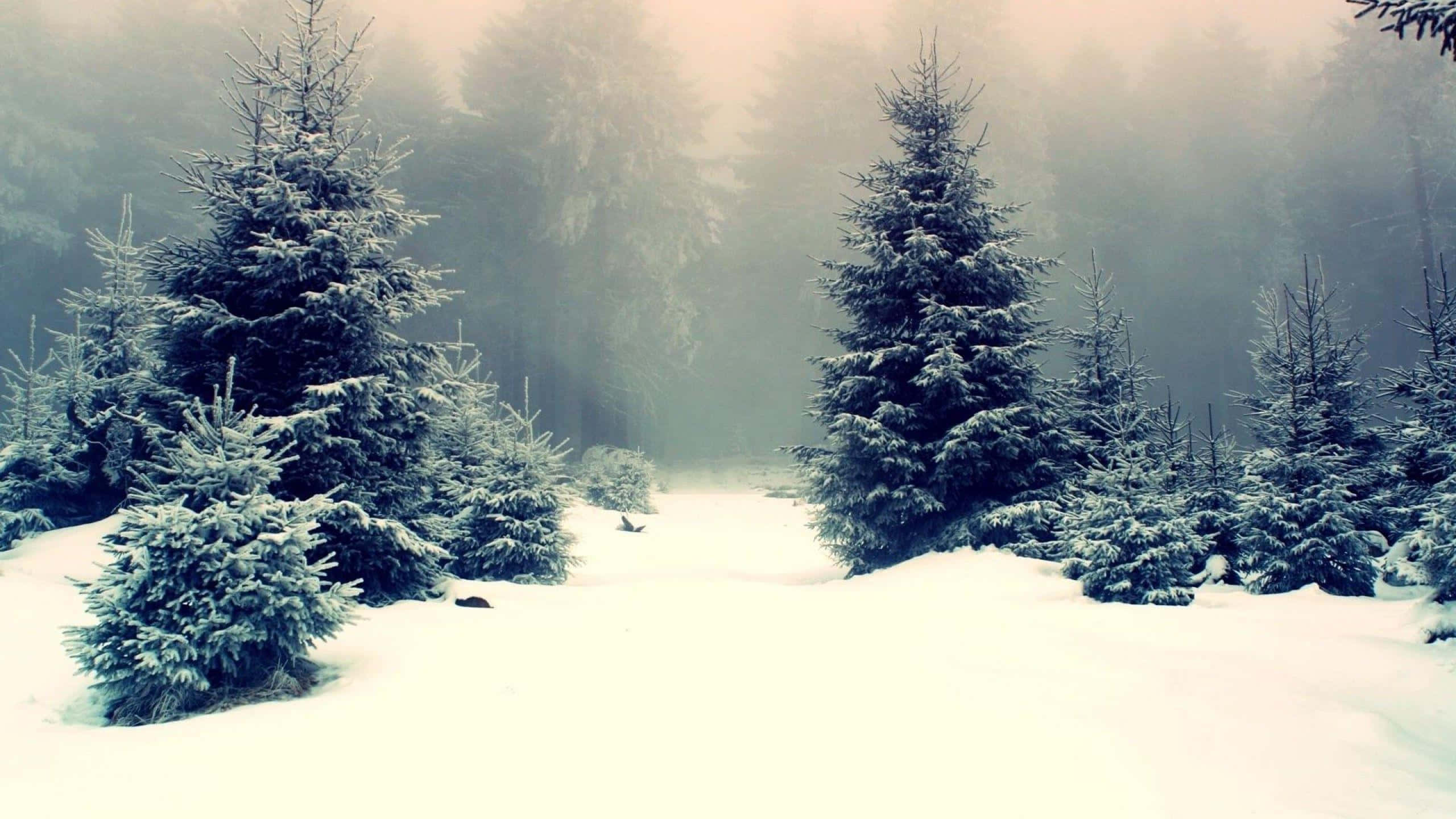 捕捉風雪交加的冬季美景 壁紙 — 白雪覆蓋著霧氣瀰漫的冬季森林中的常綠樹，柔和散射的光線穿過霧氣。