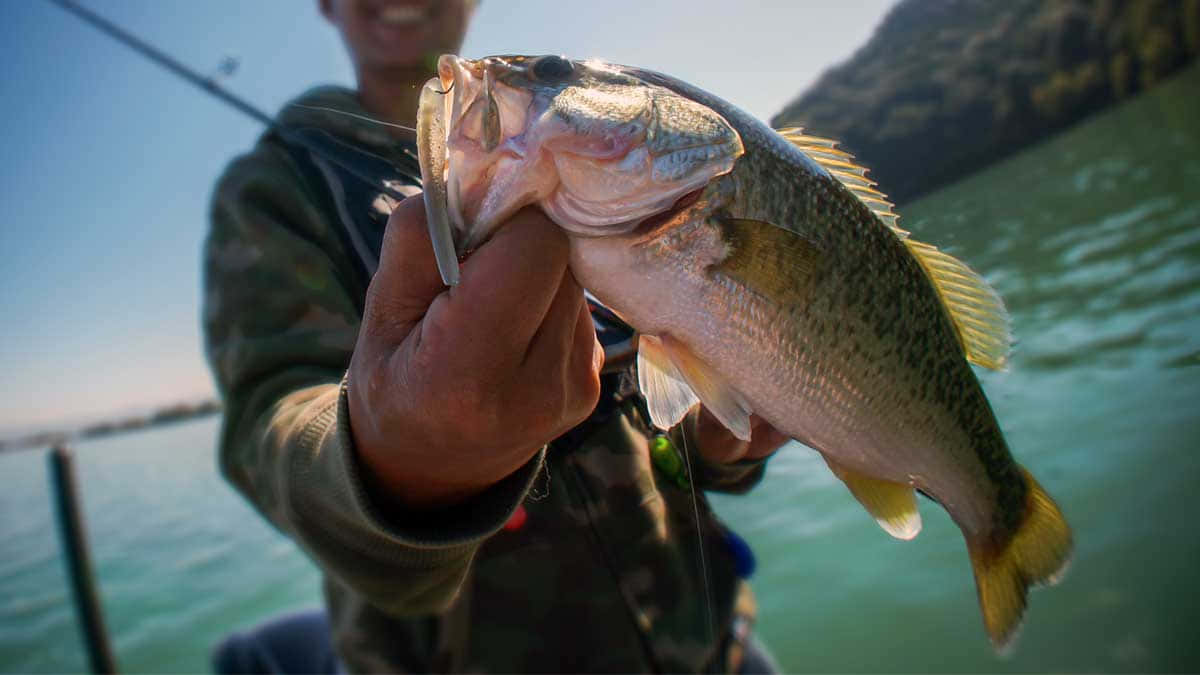 釣魚者手持一條大鱸魚，背景是水和天空。
