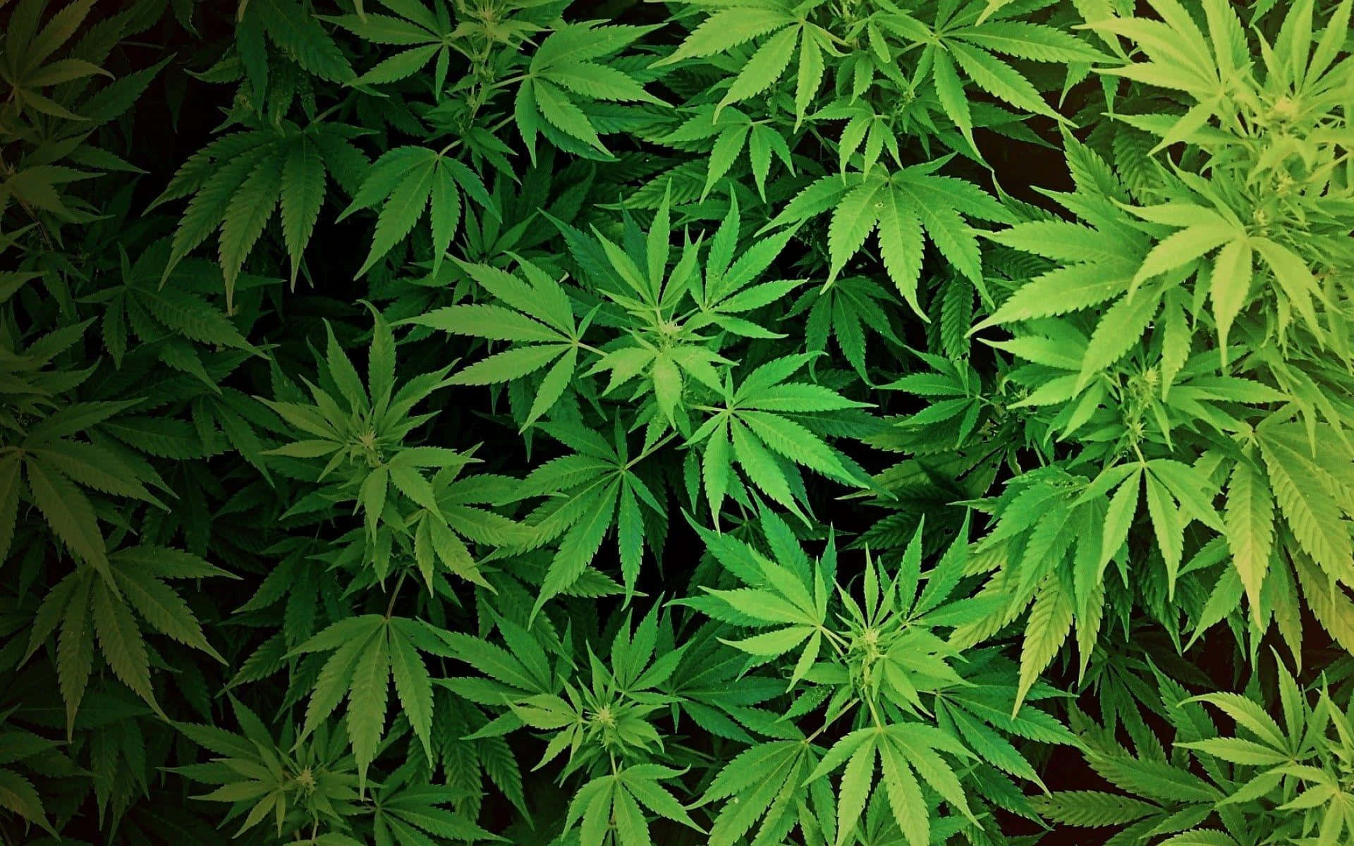 茂盛綠色大麻植物的特寫，帶有鋸齒狀葉片。