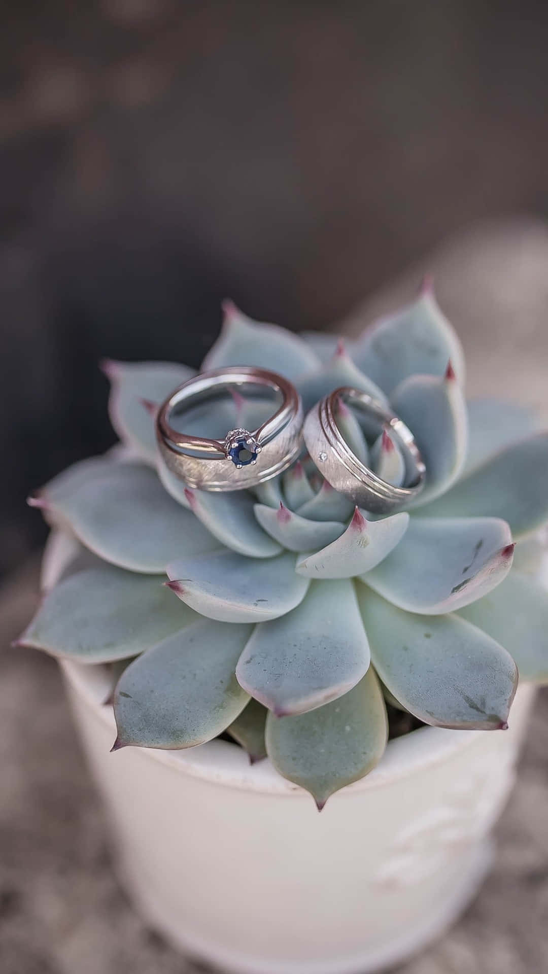 兩枚結婚戒指放在白色花盆中的多肉植物上。