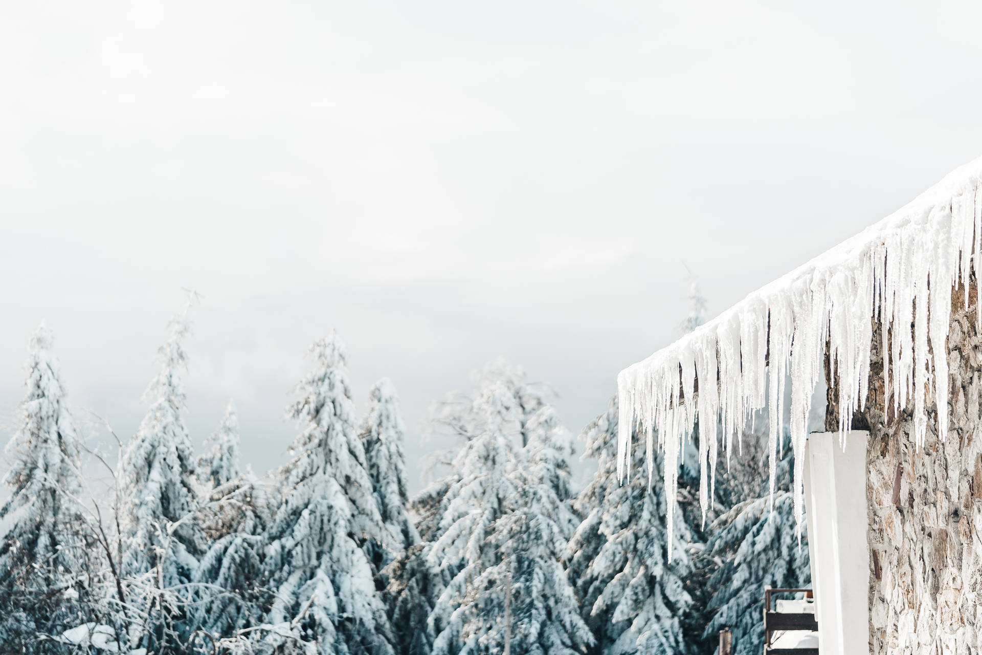 冬天，冰柱從石屋頂垂落在積雪的松樹上方。