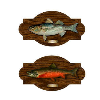 掛牆魚類戰利品 壁紙