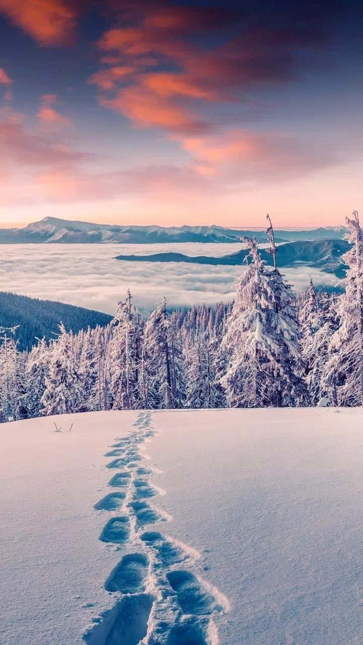積雪的山徑，日落時分腳印穿過松樹。