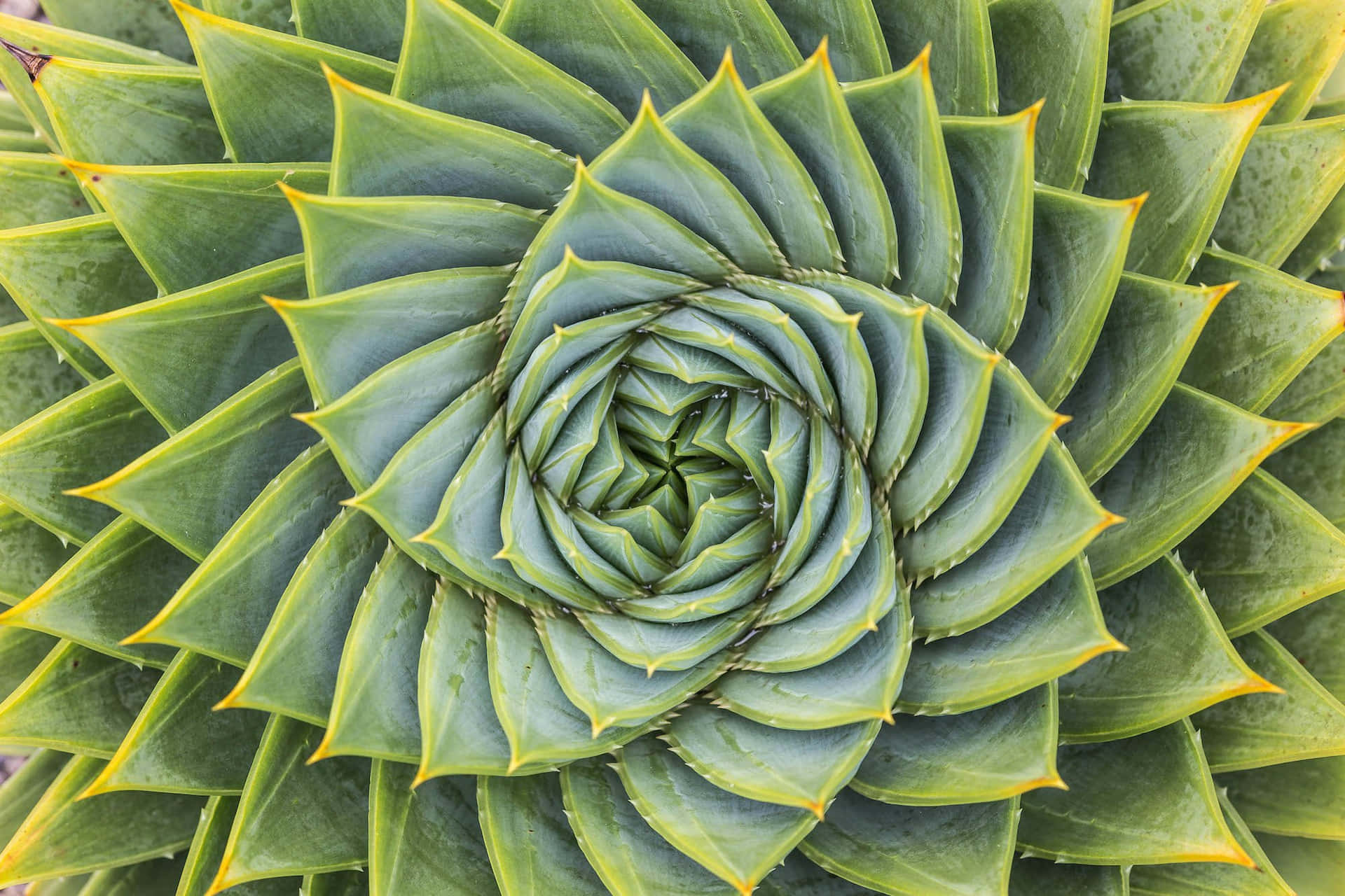 帶黃色尖端的綠色多肉植物葉片螺旋圖案