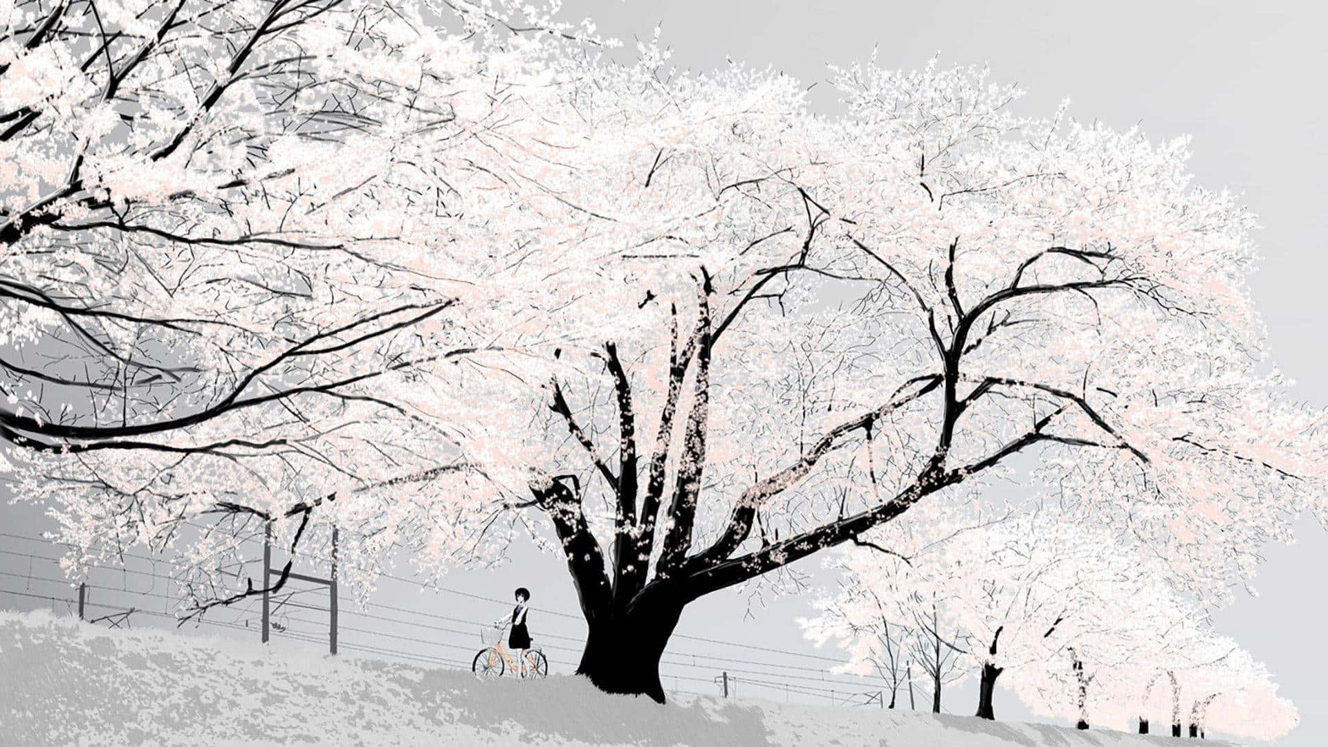 探索動畫白的世界 壁紙 — 一位孤獨的騎單車者在巨大的櫻花樹下踩著踏板，樹上盛開著精緻的粉紅色花朵，背景是柔和的灰色天空。