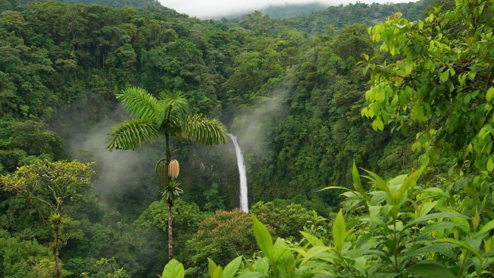 一條霧氣瀰漫的瀑布墜入茂密的綠色雨林山谷。