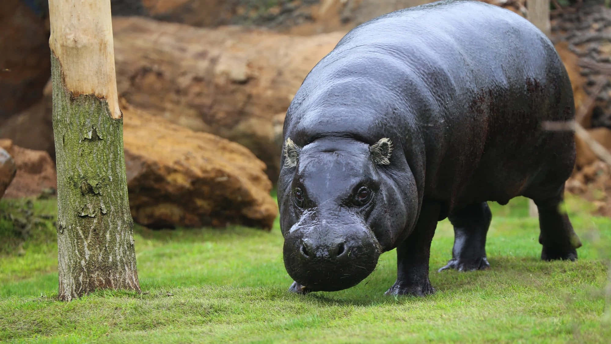 探索大自然之美，從動物園開始！ 壁紙 — 一隻濕漉漉的大河馬站在靠近樹幹的綠色草地上，背景是岩石。