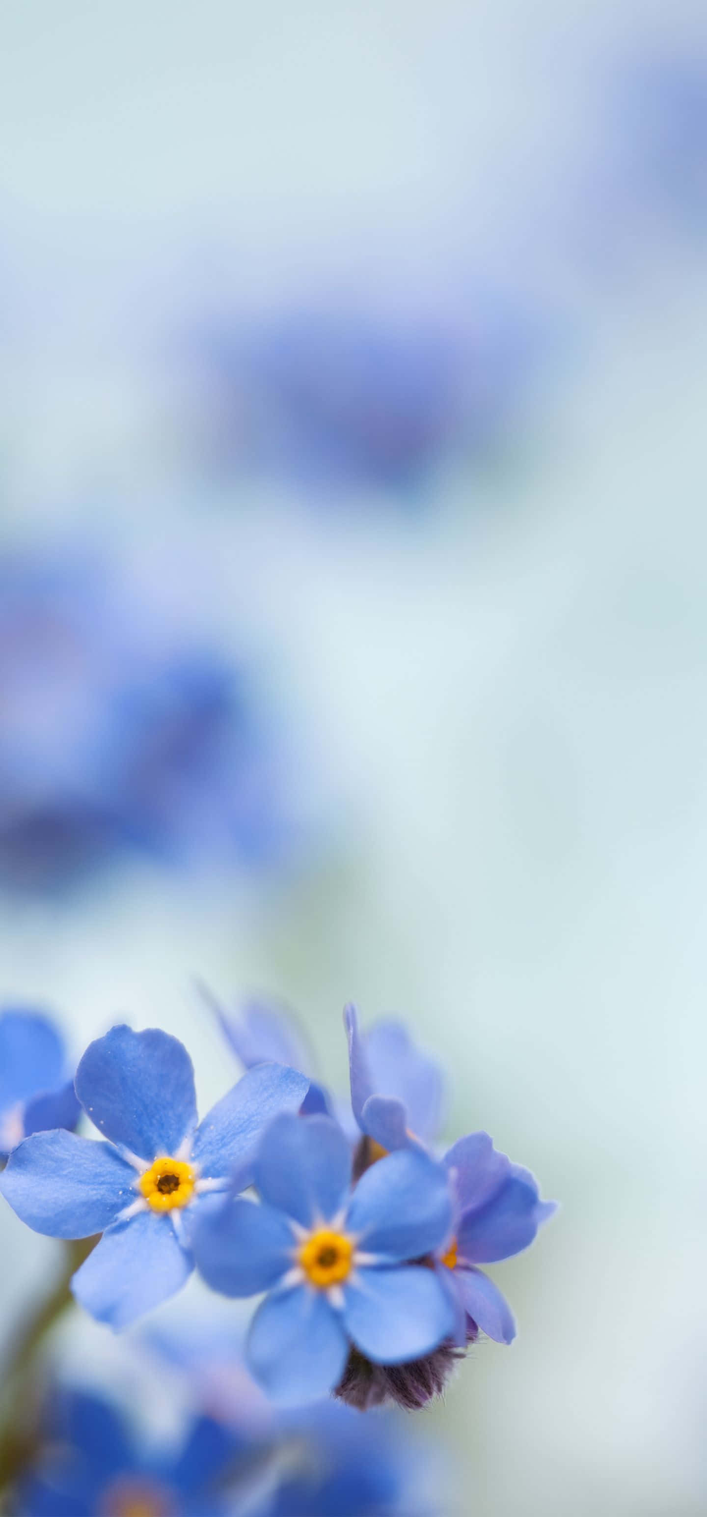 探索奧林匹斯山的自然之美 壁紙 — 精緻的藍色勿忘我花，黃色花心，在夢幻模糊的背景上柔和綻放。