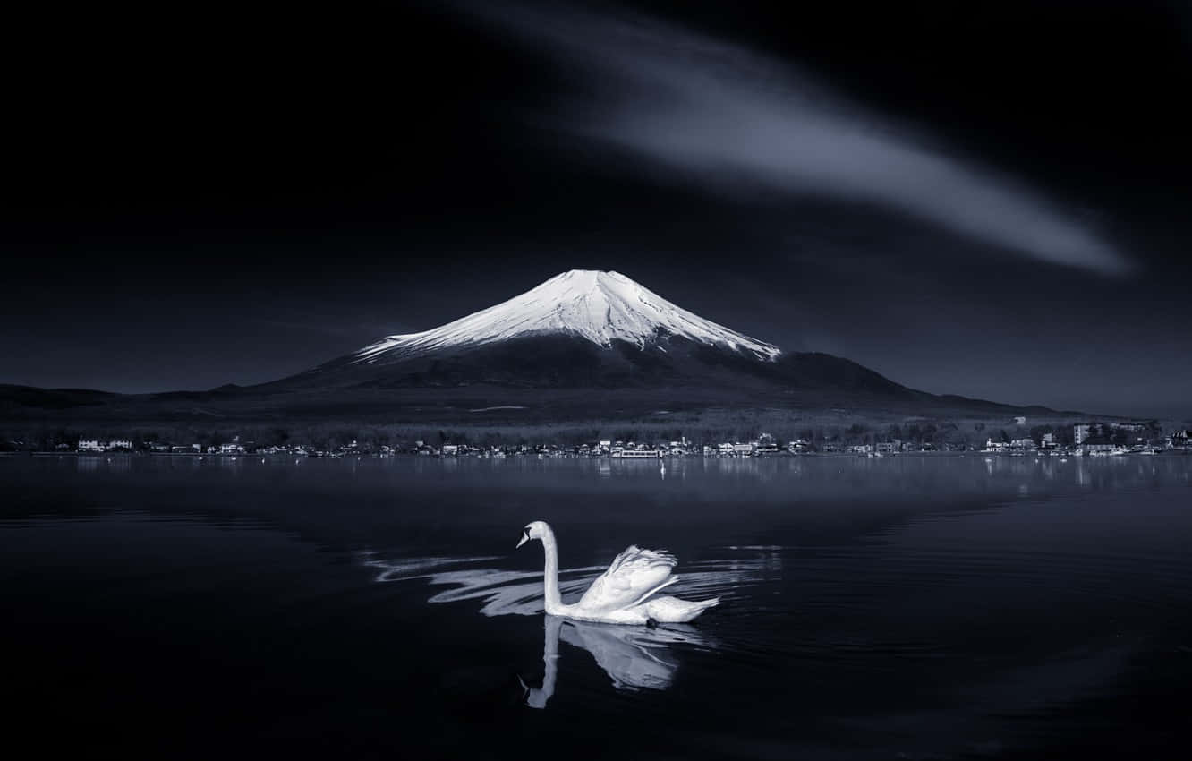 夜晚，一隻白天鵝在黑暗的湖中游泳，背景是富士山。