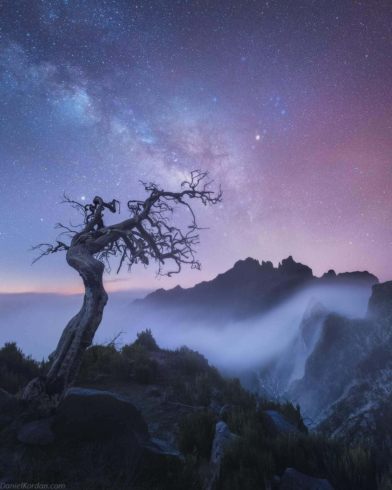 星空下山脊上的扭曲樹木，銀河和下方的霧氣。