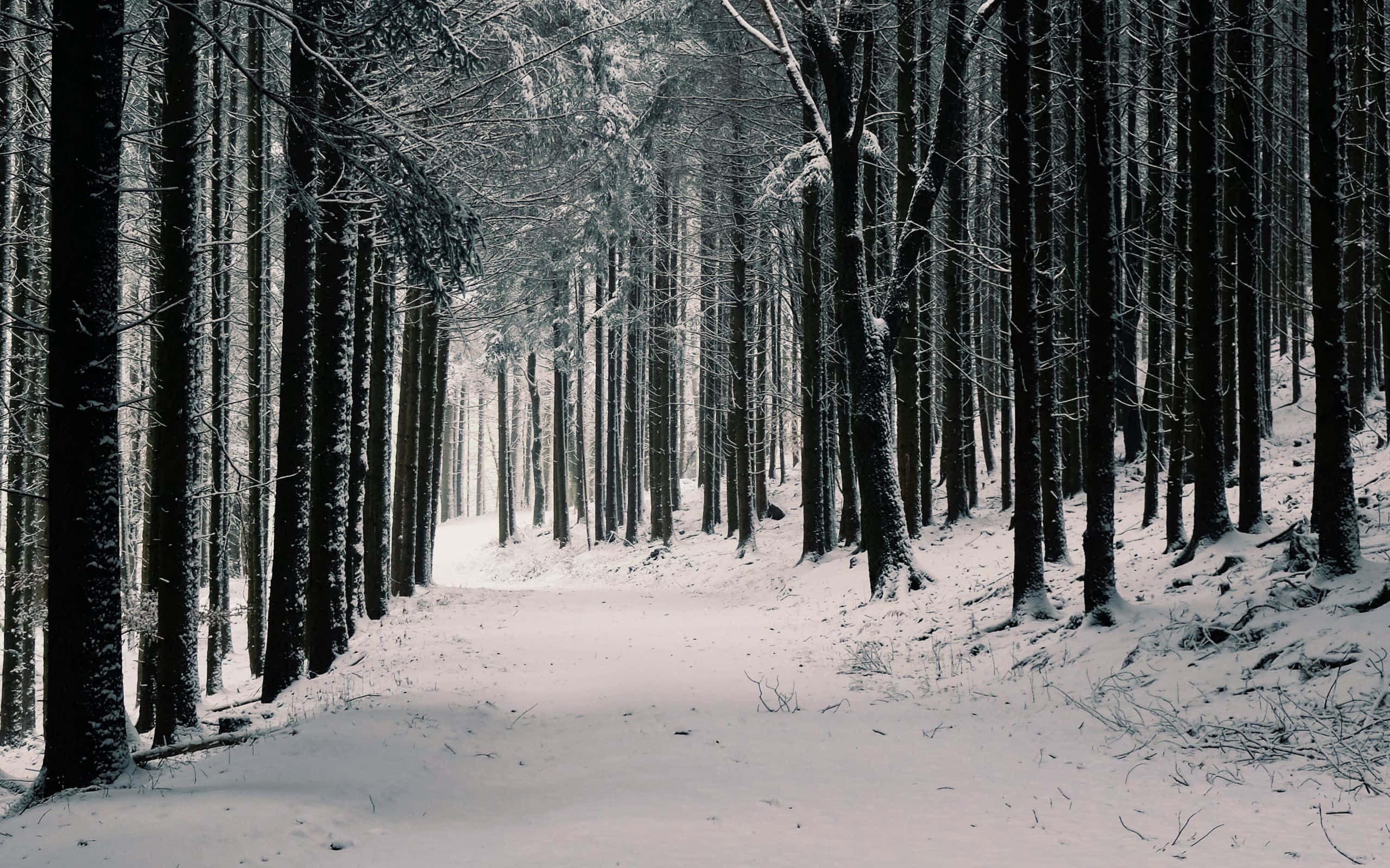探索森林中的自然之美 壁紙 — 一條白雪覆蓋的森林小徑蜿蜒穿過高大的深色樹木，在柔和的冬日天空下。
