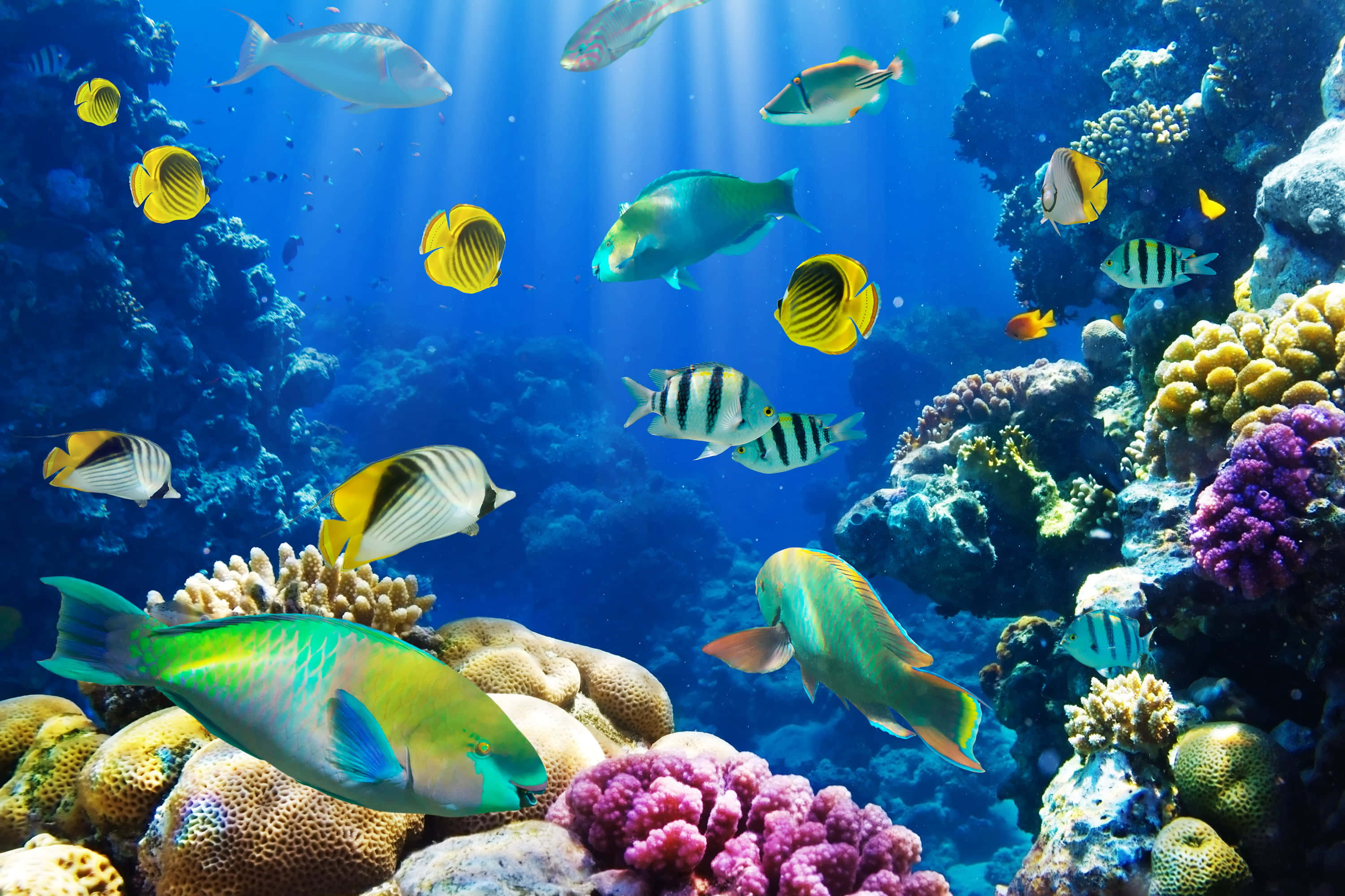 探索水族館的寧靜之美。 壁紙