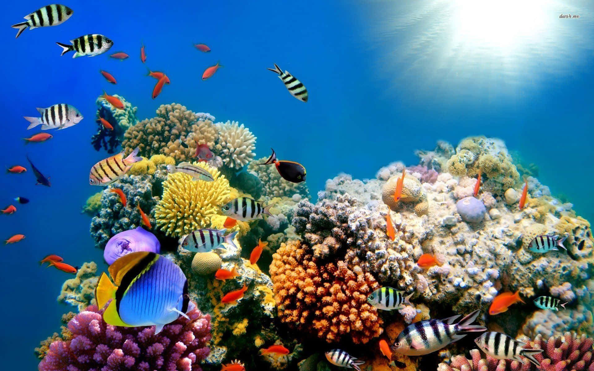 色彩繽紛的熱帶魚在清澈的藍色海水中，穿梭於充滿活力的珊瑚結構之間。