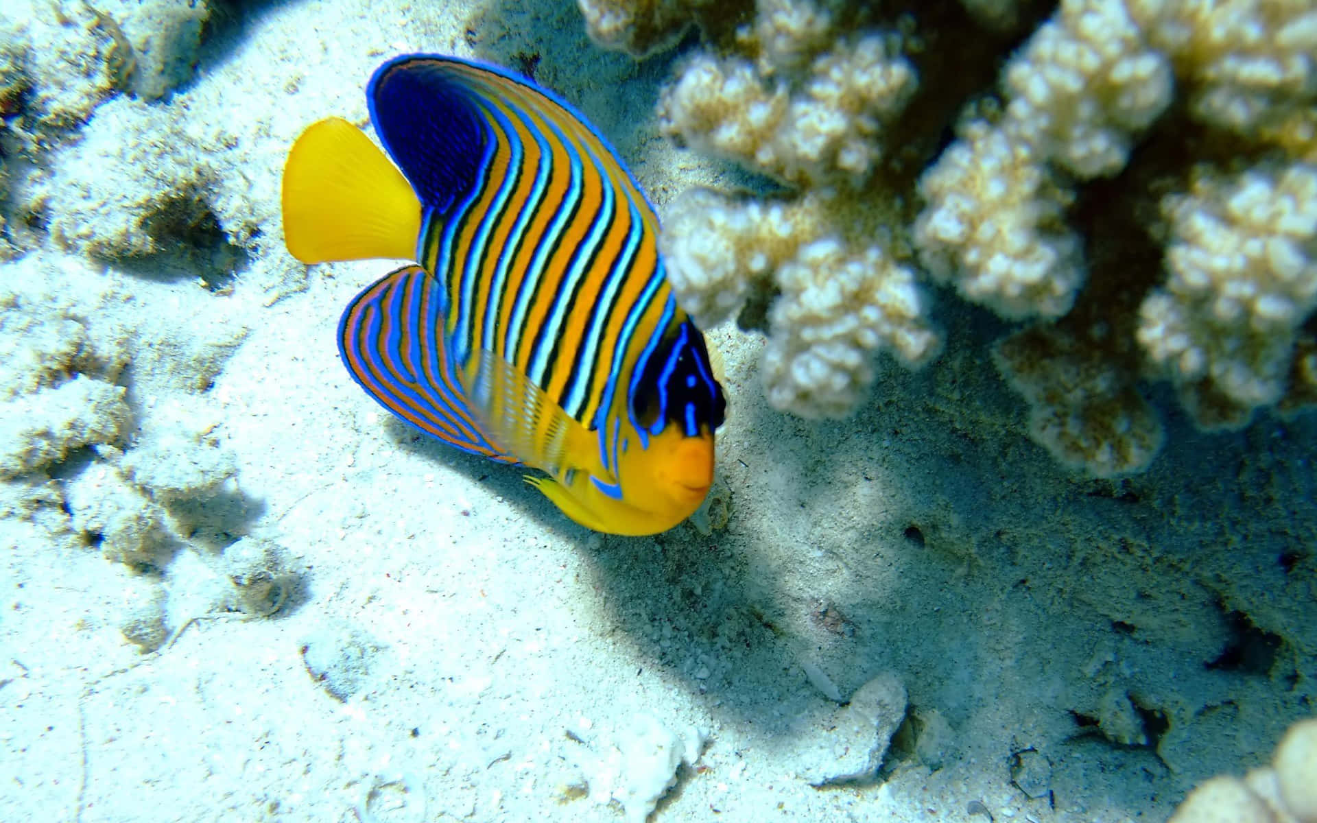 珊瑚礁附近的皇家天使魚，帶有藍色、黃色和橙色條紋