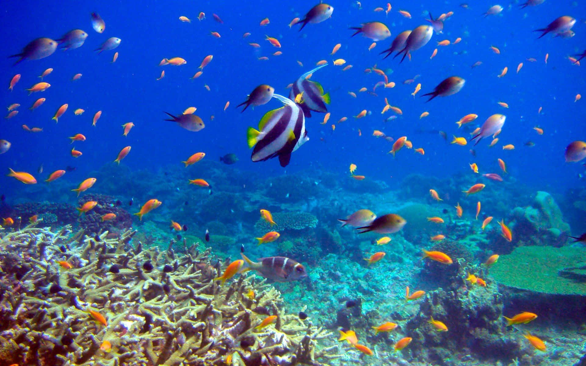 探索海洋的神秘深處 壁紙 — 充滿活力的珊瑚礁，色彩繽紛的魚群在清澈湛藍的海水下暢游。