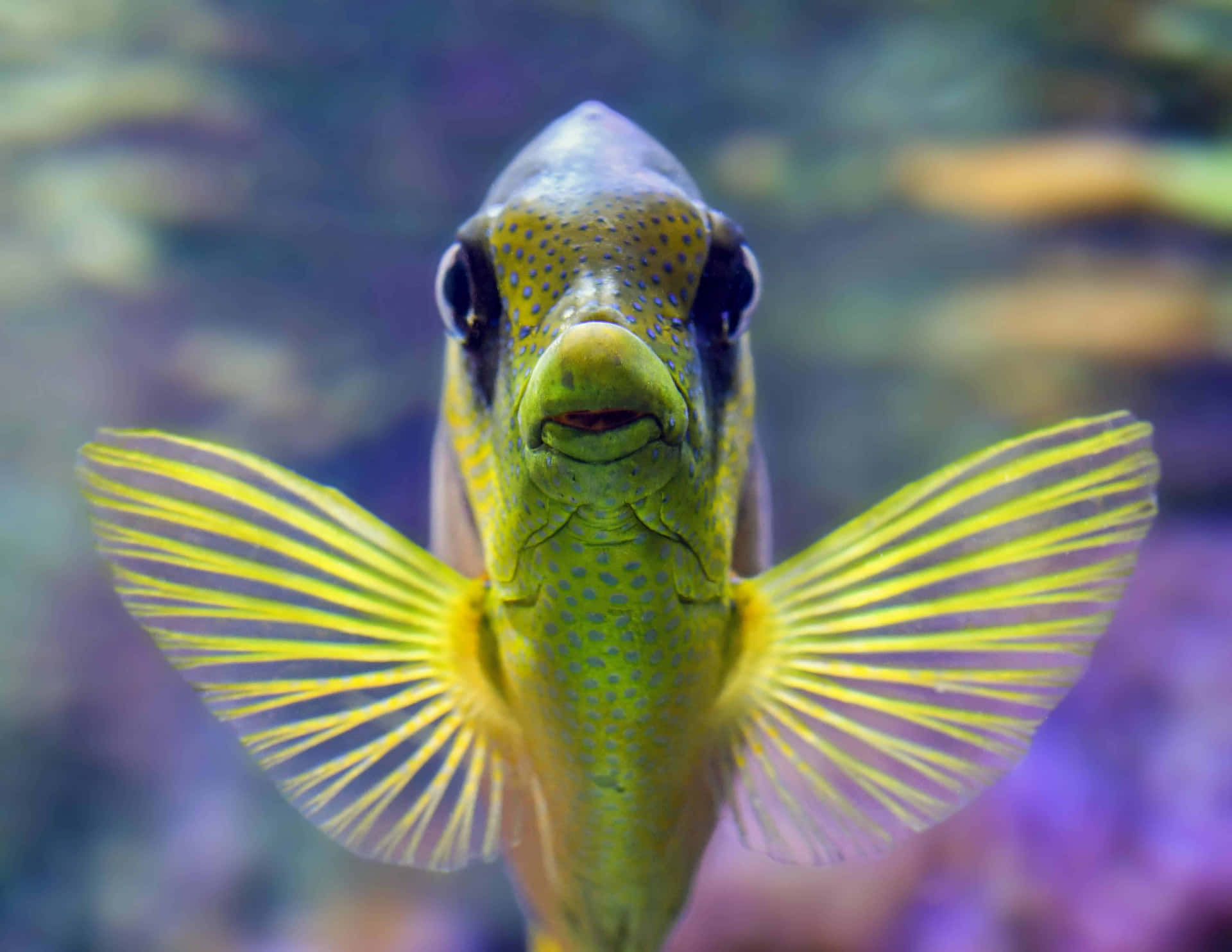 魚類圖片