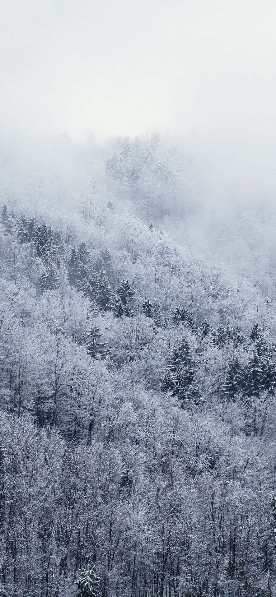 冬日霧氣瀰漫的山上白雪覆蓋的森林。