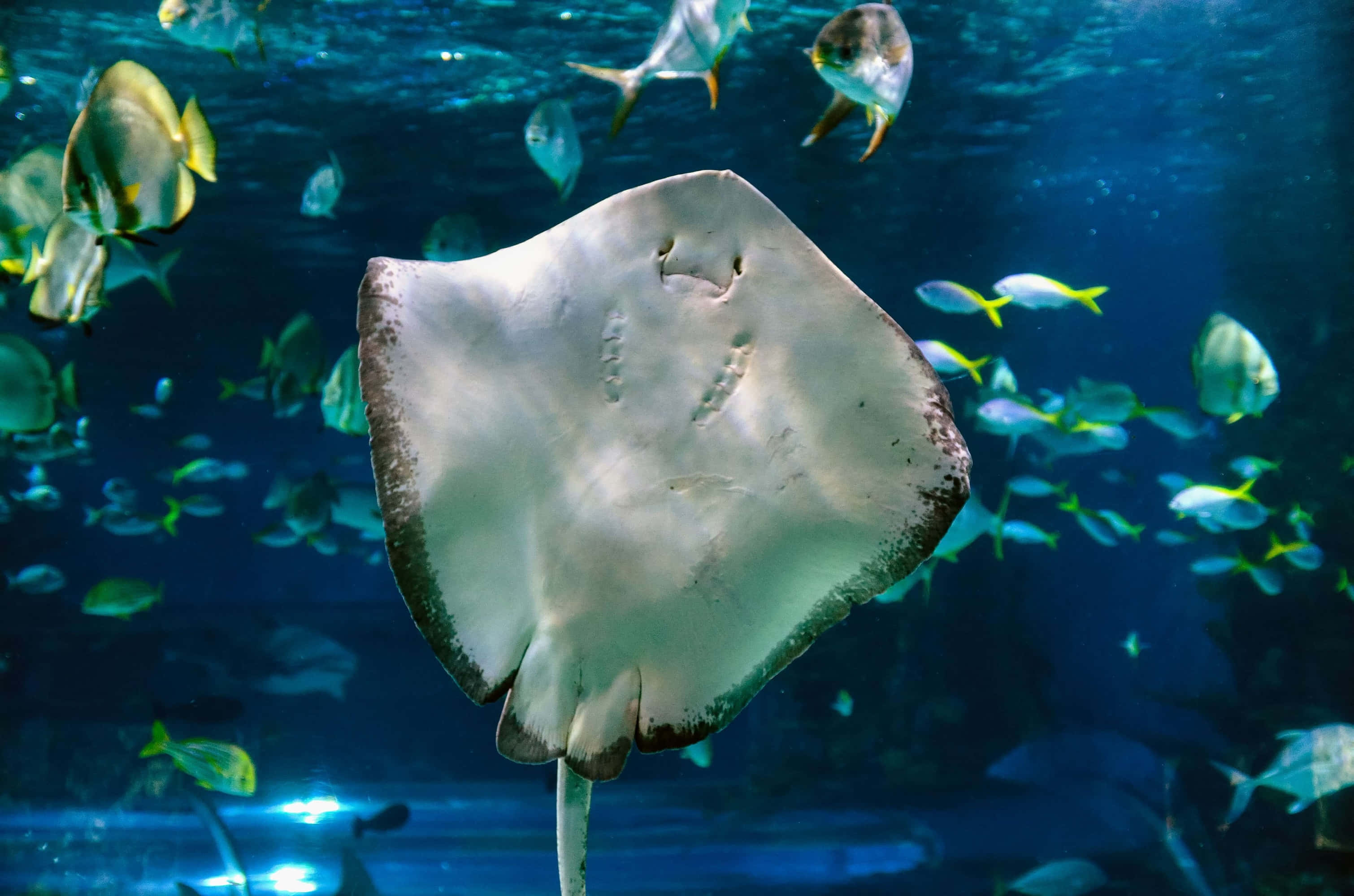 探索神秘的海底世界 壁紙 — 一條大型斑點鰩魚在深藍色海水中優雅地滑行，周圍環繞著成群色彩繽紛的熱帶魚。