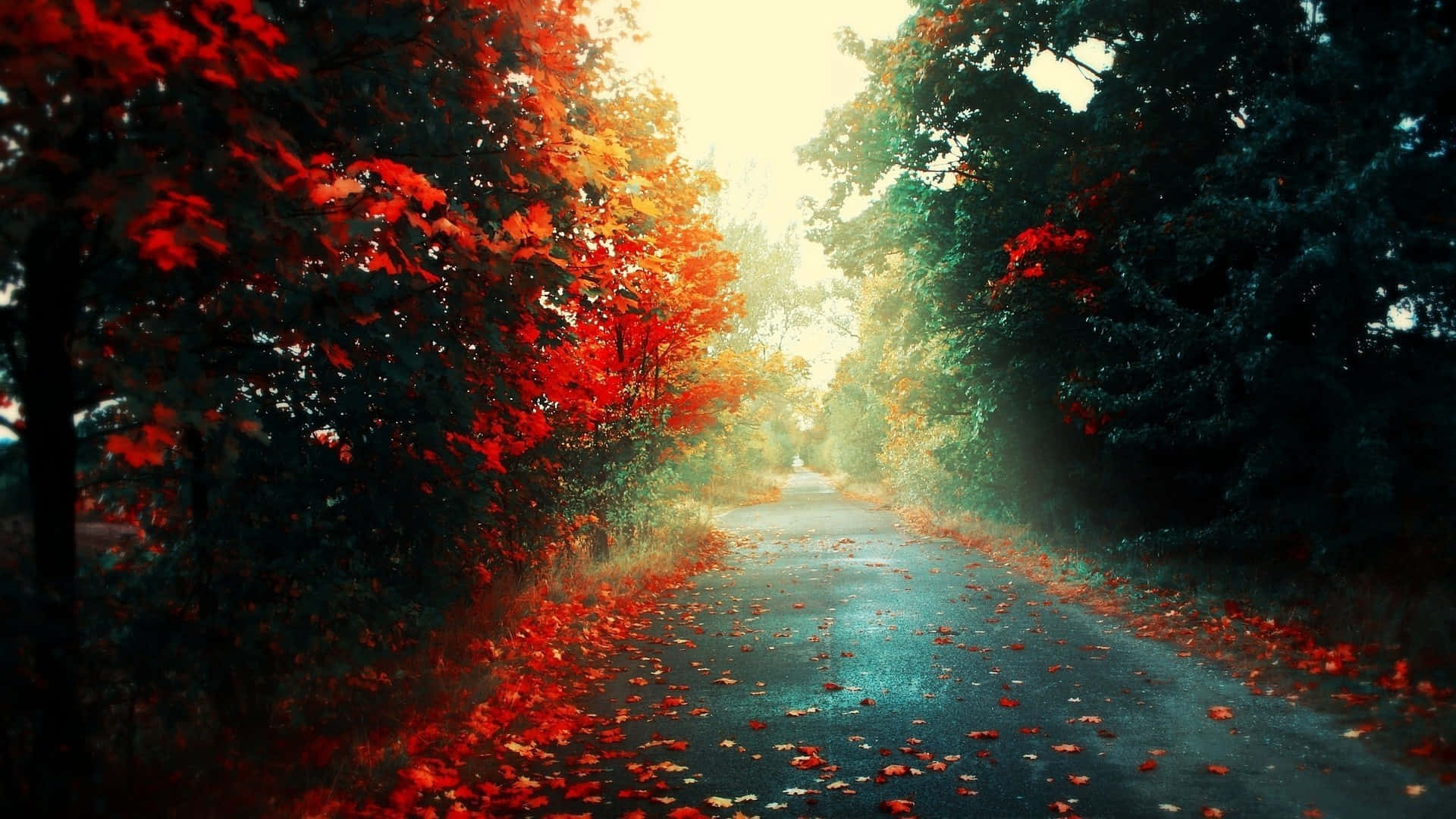 一條霧氣瀰漫的秋日道路，兩旁是紅色和橙色的樹木以及落葉。