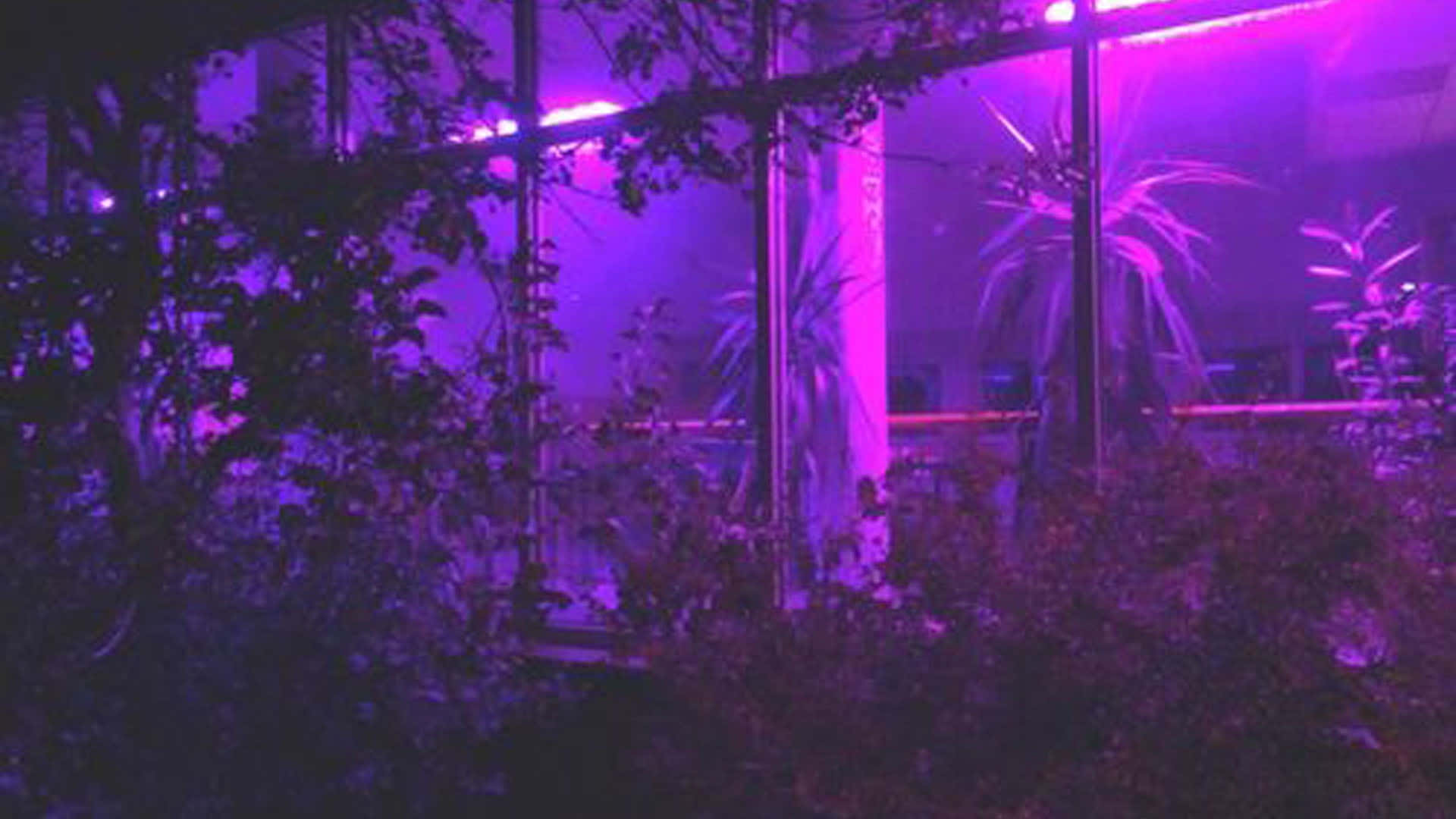 紫色霓虹燈穿過被黑暗樹葉包圍的玻璃面板在夜晚閃耀。