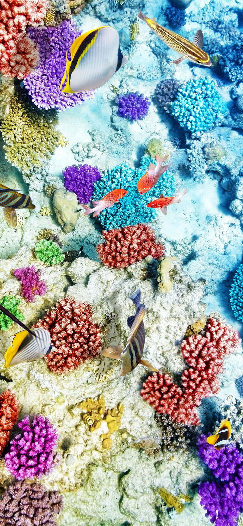 探索美麗的珊瑚礁 壁紙 — 充滿活力的珊瑚礁，色彩繽紛的魚群在清澈的藍色海水中穿梭於鮮豔的紫色、紅色和藍色珊瑚之間。
