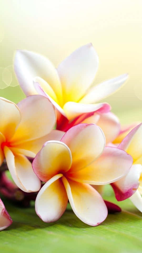 探索自然之美 壁紙 — 柔和光線下的雞蛋花，花瓣呈白色、黃色和粉紅色，躺在鮮綠色的葉子上，背景溫暖模糊。