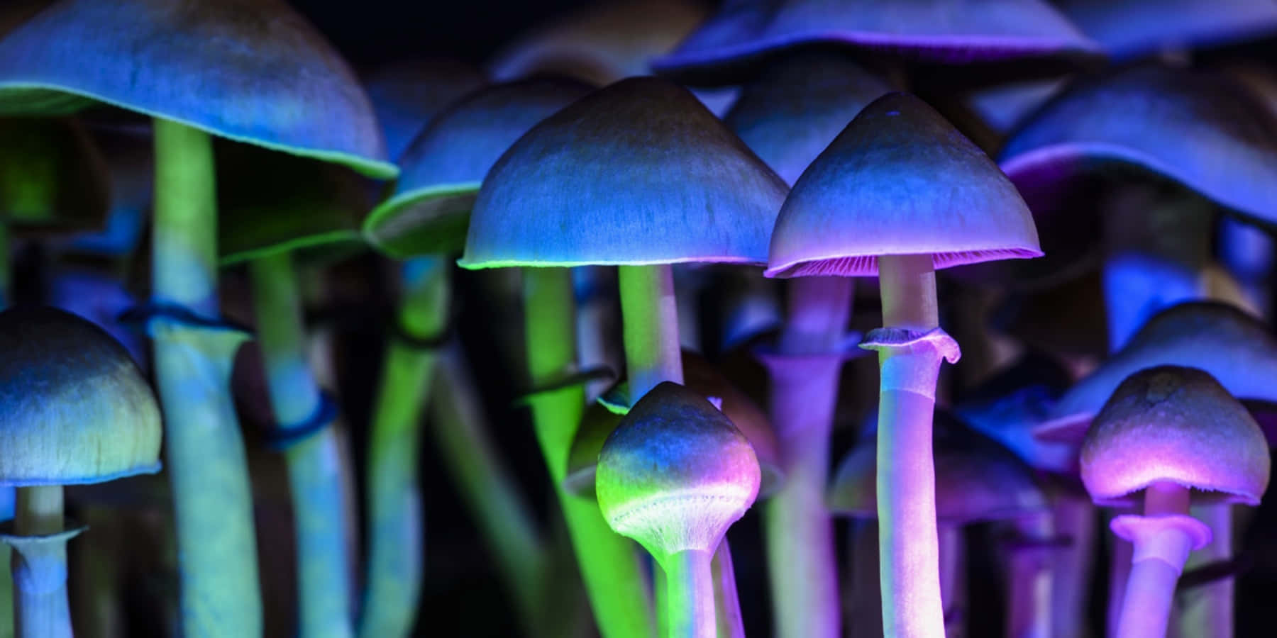 探索蘑菇的魔法 壁紙 — 在黑暗森林地面環境中，霓虹燈照亮帶有藍色和綠色色調的發光蘑菇。