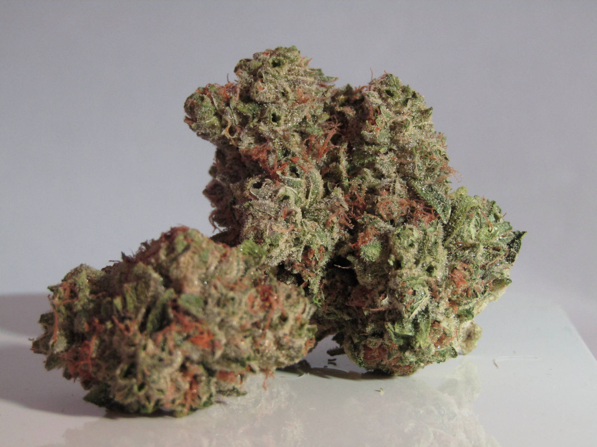白色表面上的兩個密集綠色大麻花蕾，帶有橙色雌蕊和霜狀毛狀體。