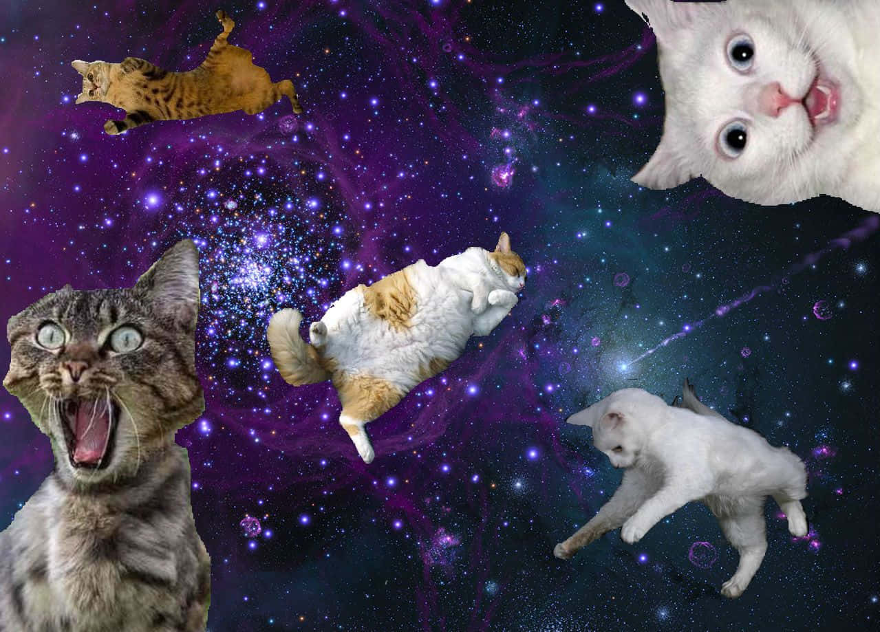 貓咪在色彩繽紛的星空中漂浮，睜大眼睛擺出俏皮的姿勢。
