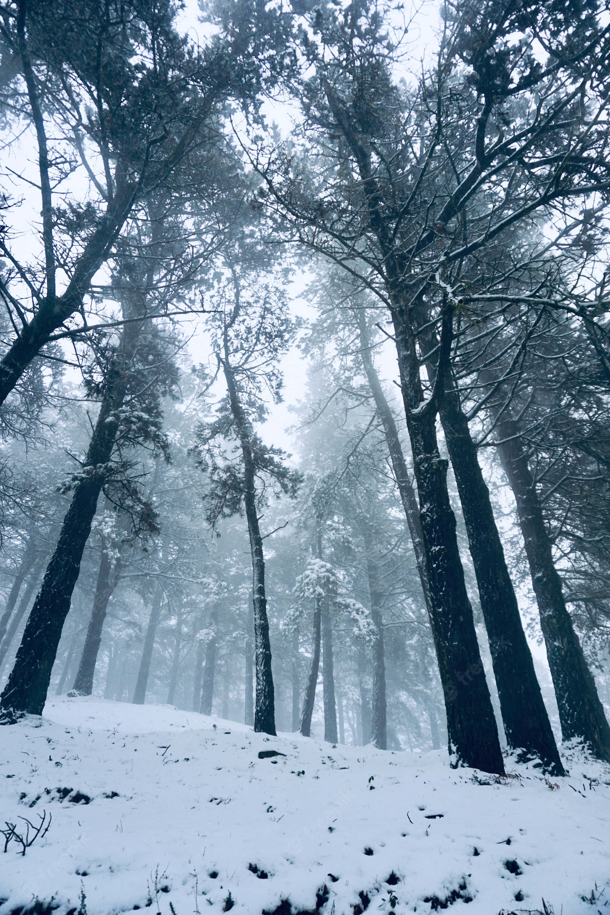 探索雪林的冬季之美 壁紙 — 高聳的松樹上覆蓋著白雪，在寧靜的冬季森林中穿過濃霧升起。