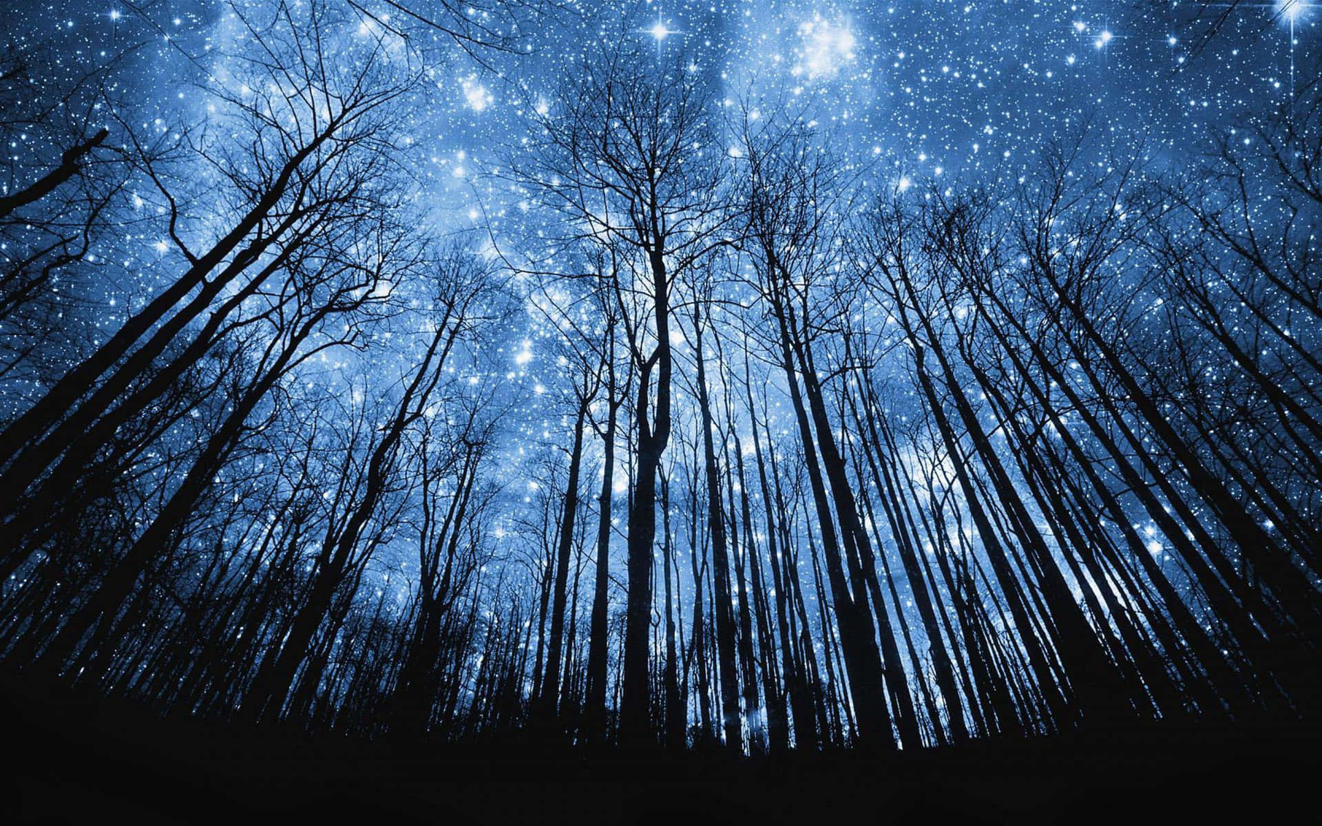 光禿禿的樹木在繁星點點的藍色夜空中呈現剪影。