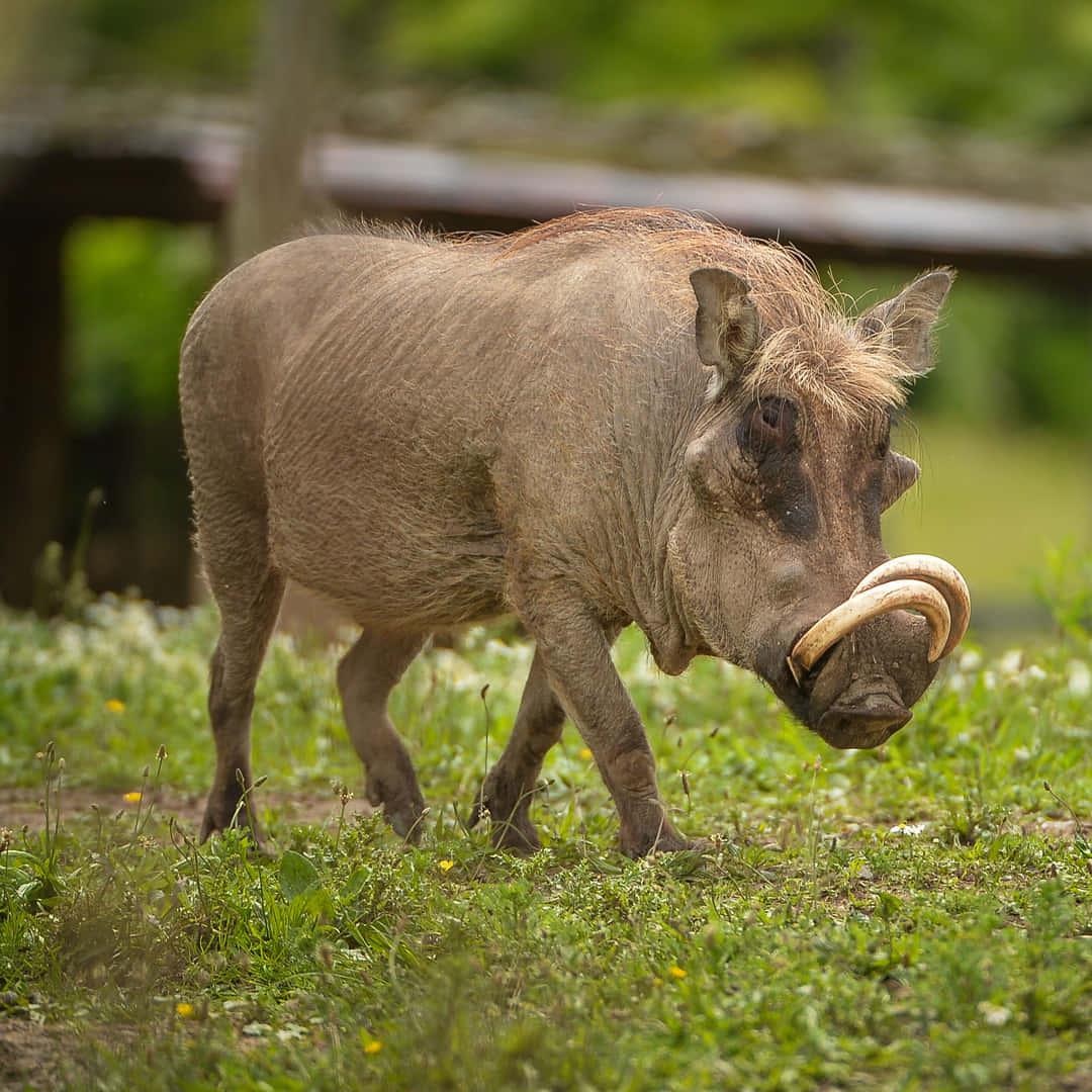 探索非洲的壯麗野生動物 壁紙 — 一頭長有彎曲獠牙的疣豬在柔和的日光下，走過點綴著小黃花的綠草中。