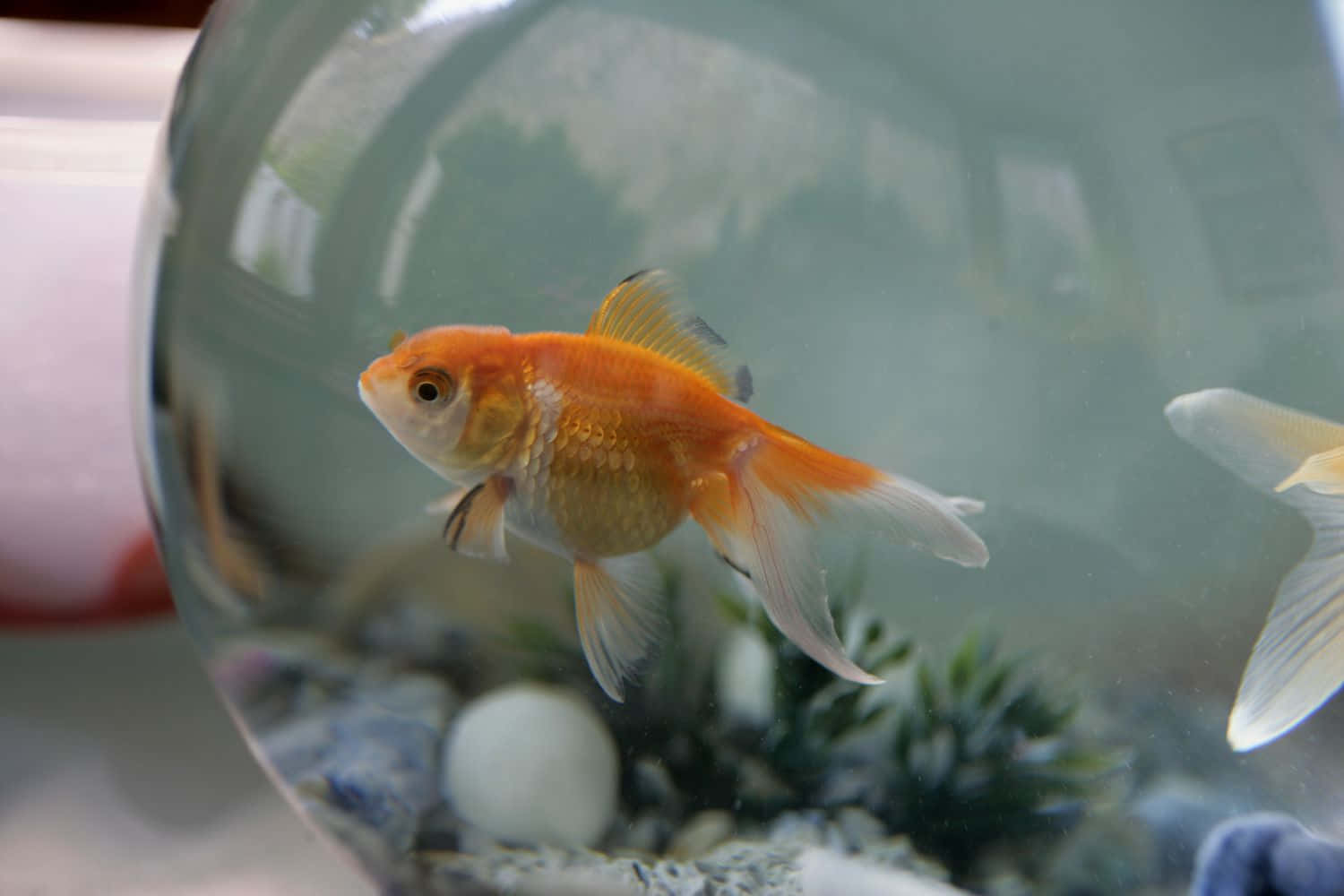 一條單獨的橙色金魚在一個裝飾有石頭和植物的圓形玻璃魚缸中游泳。