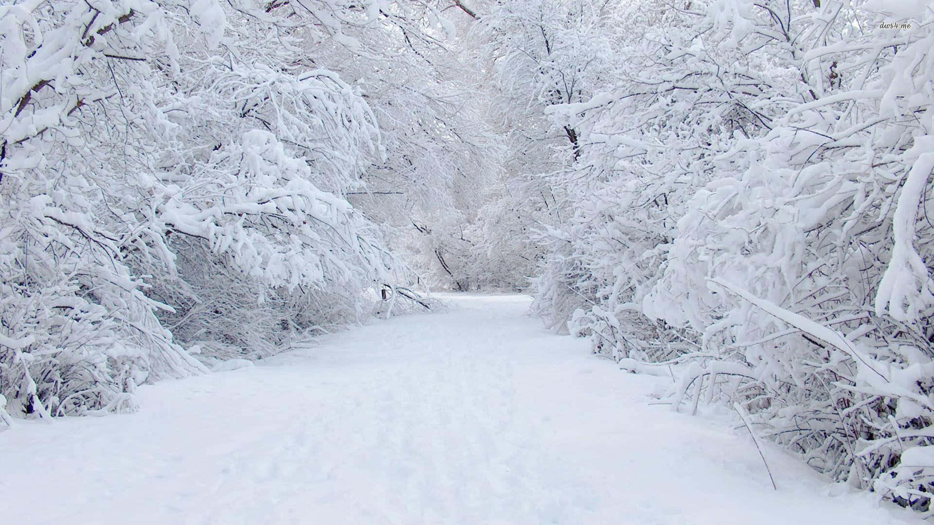 探索驚艷的暴雪景觀 壁紙 — 一條寧靜的積雪森林小徑蜿蜒穿過樹木，樹上掛滿了純淨的白雪，在柔和的光線下閃耀。