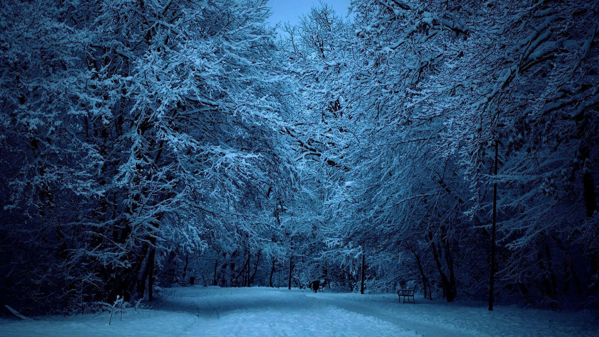 夜晚積雪的森林小徑，樹木被霜覆蓋，天空湛藍。