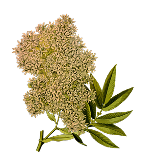 接骨木花在黑色背景上綻放 壁紙