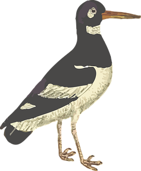 插圖海鳥站立 壁紙