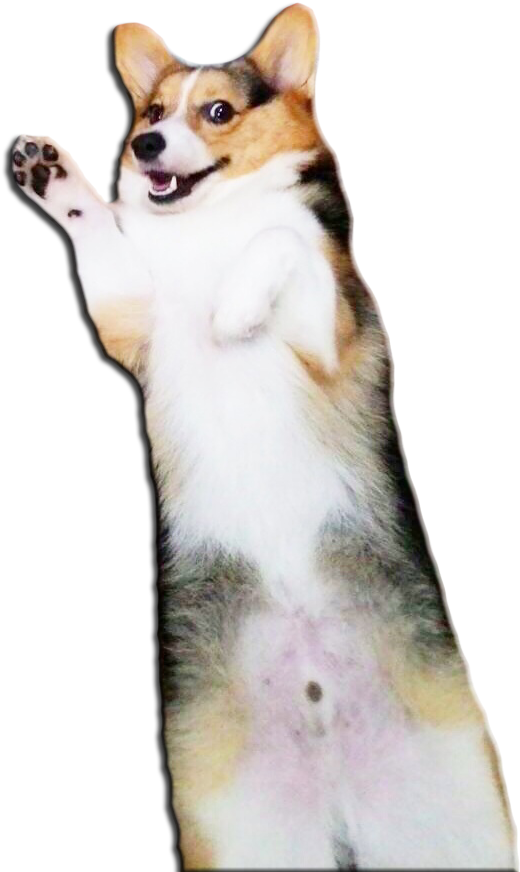 揮手柯基犬剪影圖 壁紙 — 一隻快樂的哥基犬用後腿站立，前爪舉起，背景為黑色。