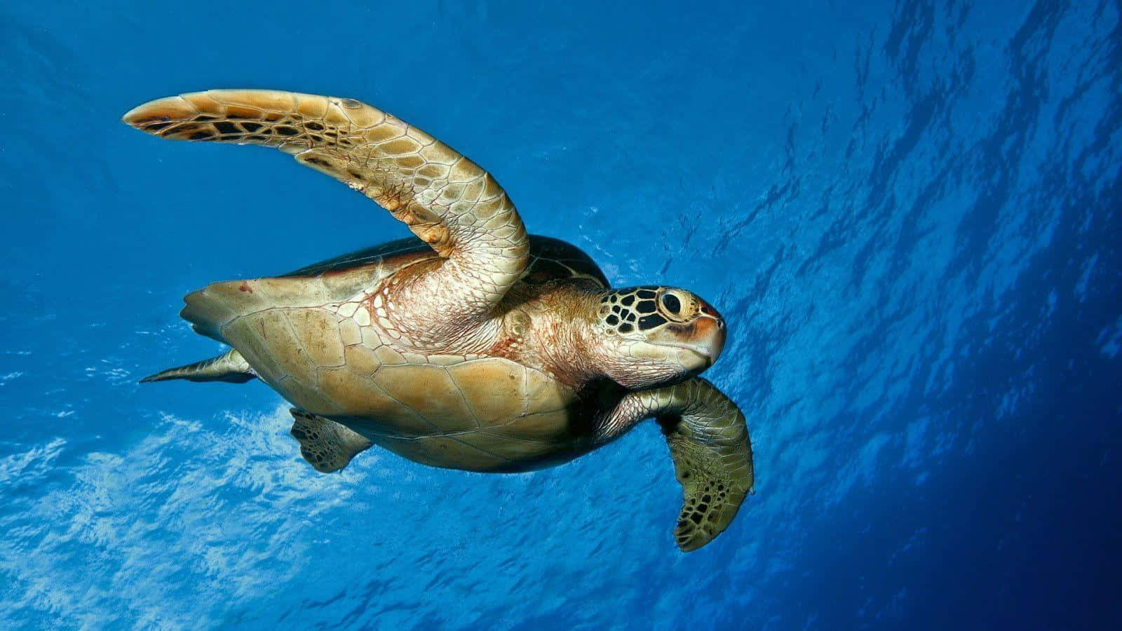 搏鬥海龜圖 壁紙 — 一隻綠海龜在清澈的碧藍海水中優雅地滑行，陽光從上方穿透而下。