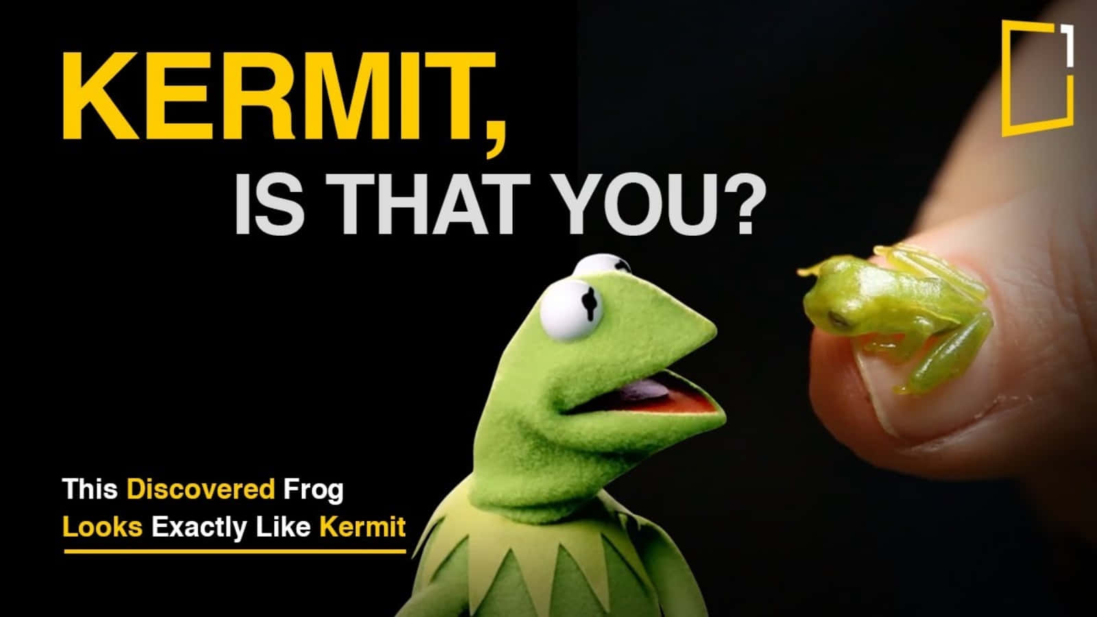 手指上嘅小綠色青蛙同Kermit the Frog木偶，兩者都表現出驚訝。