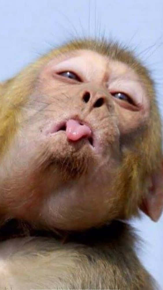 一隻猴子頑皮地向鏡頭伸出舌頭。