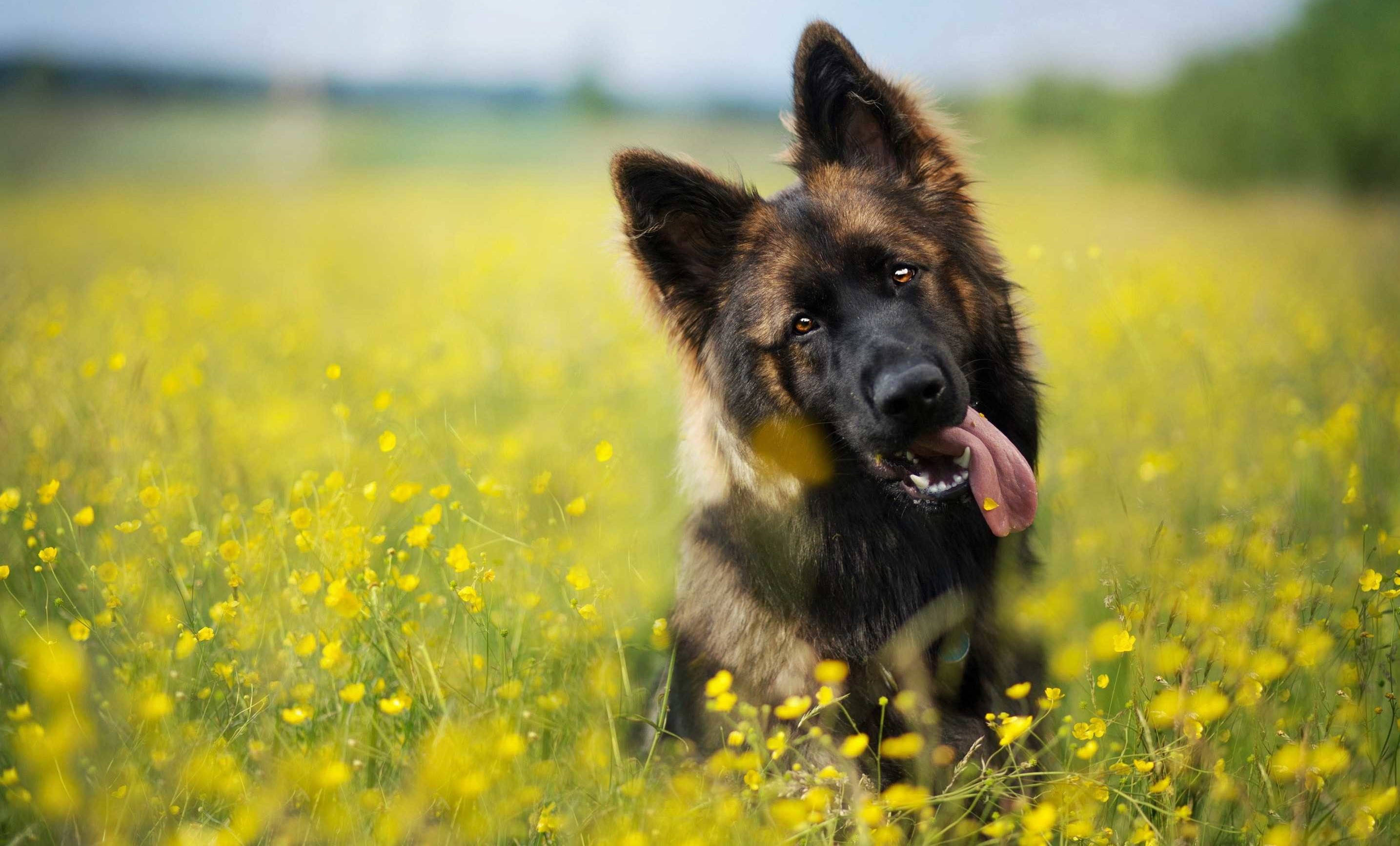 搞笑德國牧羊犬 壁紙 — 一隻德國牧羊犬伸出舌頭，在柔和日光下愉快地坐在一片充滿活力的黃色野花田中。