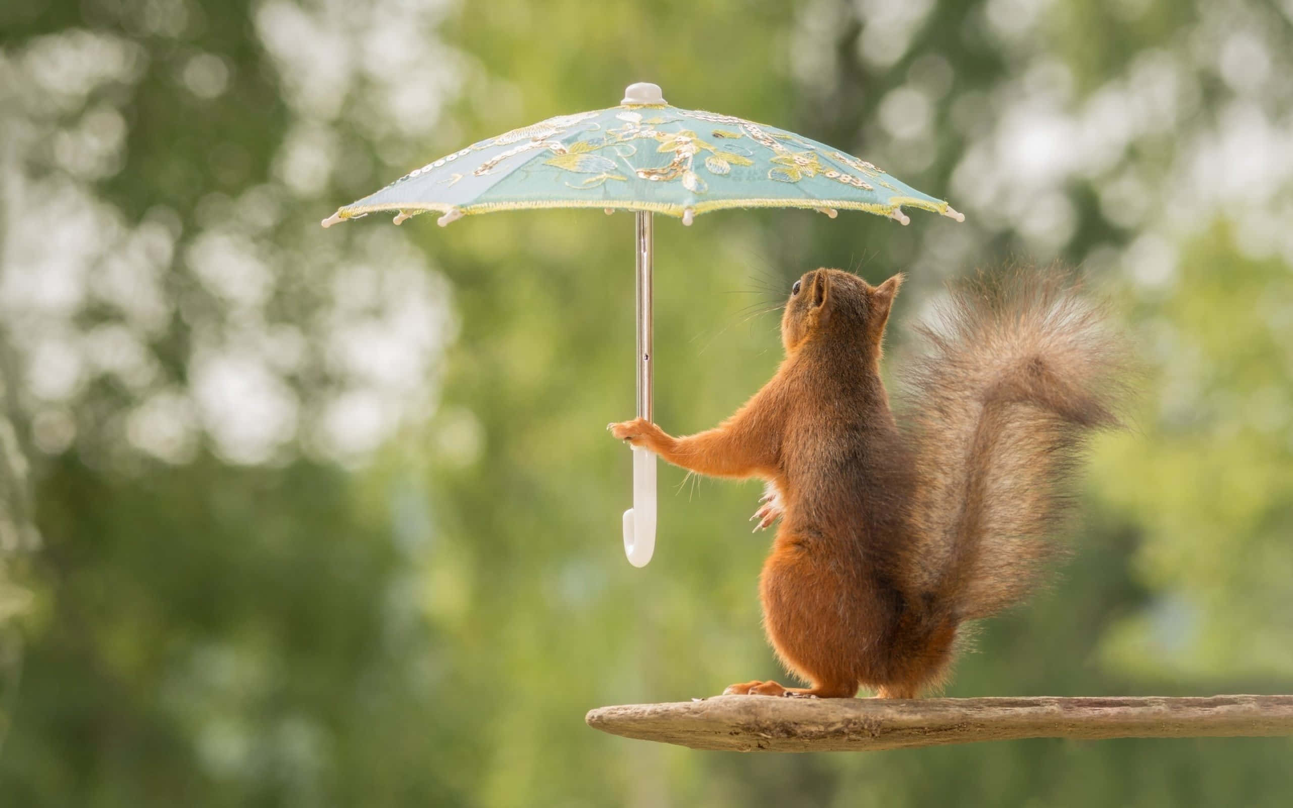 搞笑松鼠撐著迷你雨傘圖片 壁紙 — 一隻紅松鼠直立在樹枝上，拿著一把精緻的藍色花卉陽傘，背景是柔和的綠色模糊森林。