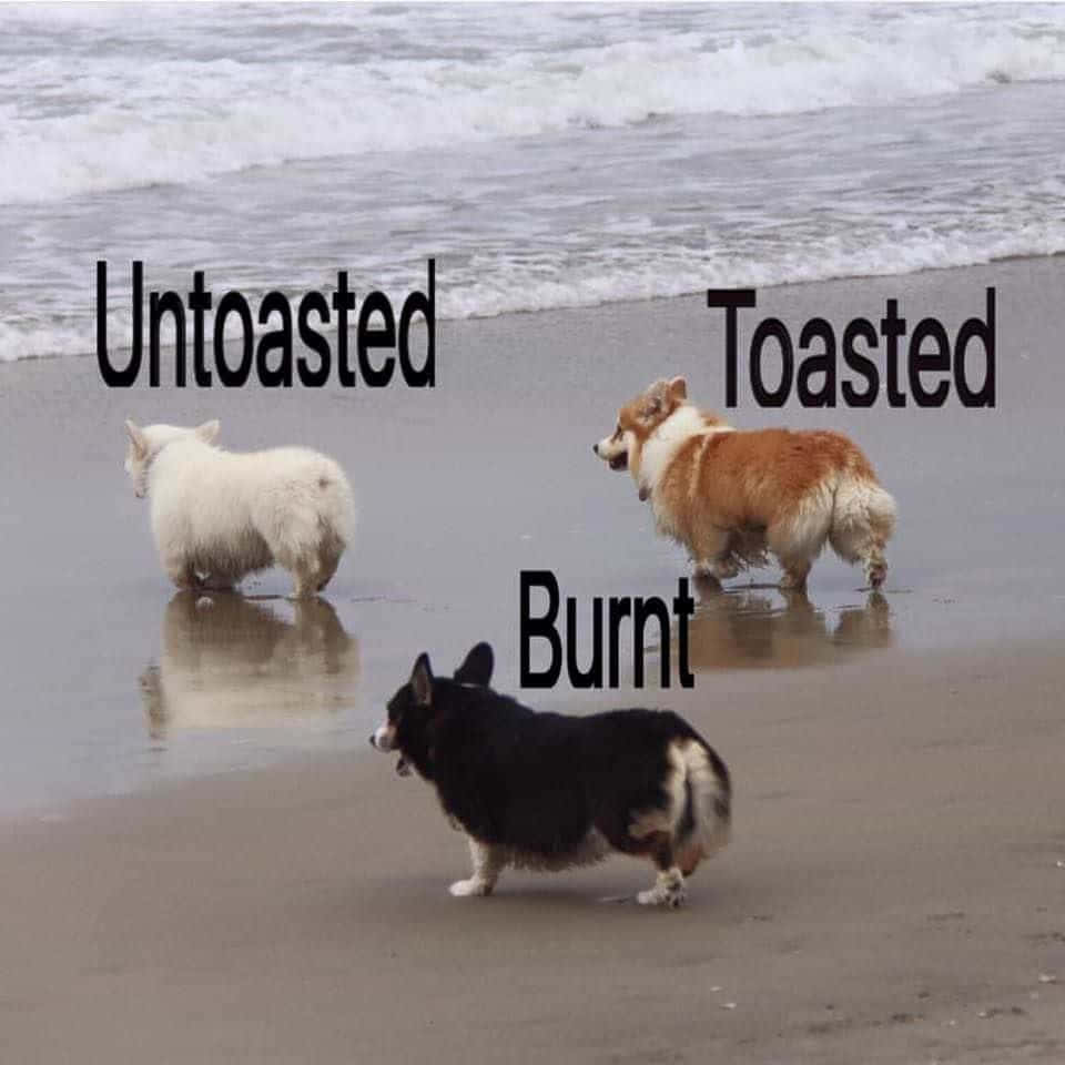 三隻哥基犬在濕沙上，靠近海浪，標籤為untoasted toasted and burnt。